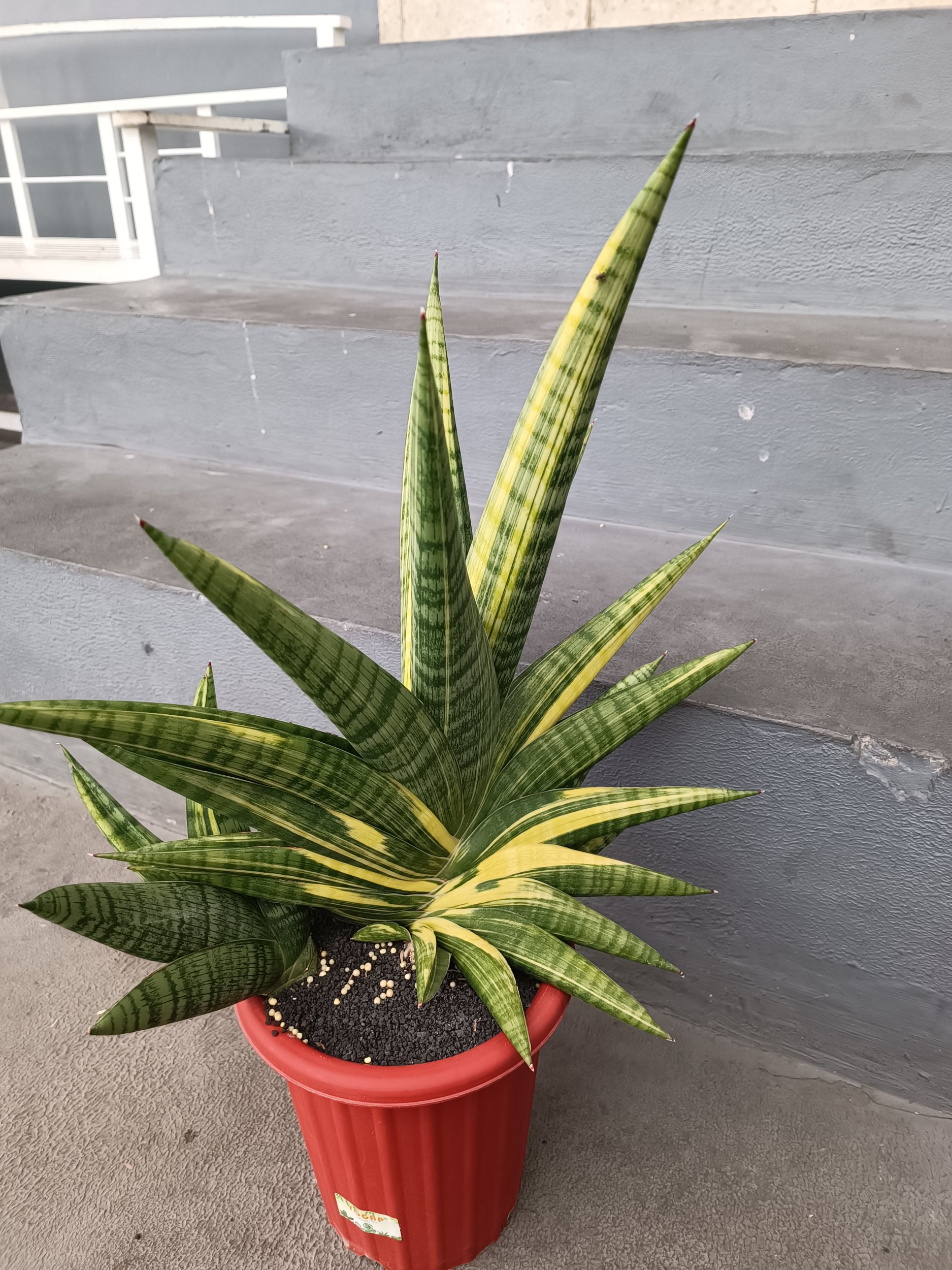 2378. Sansevieria Marsa Anjani.super Big - Image 3