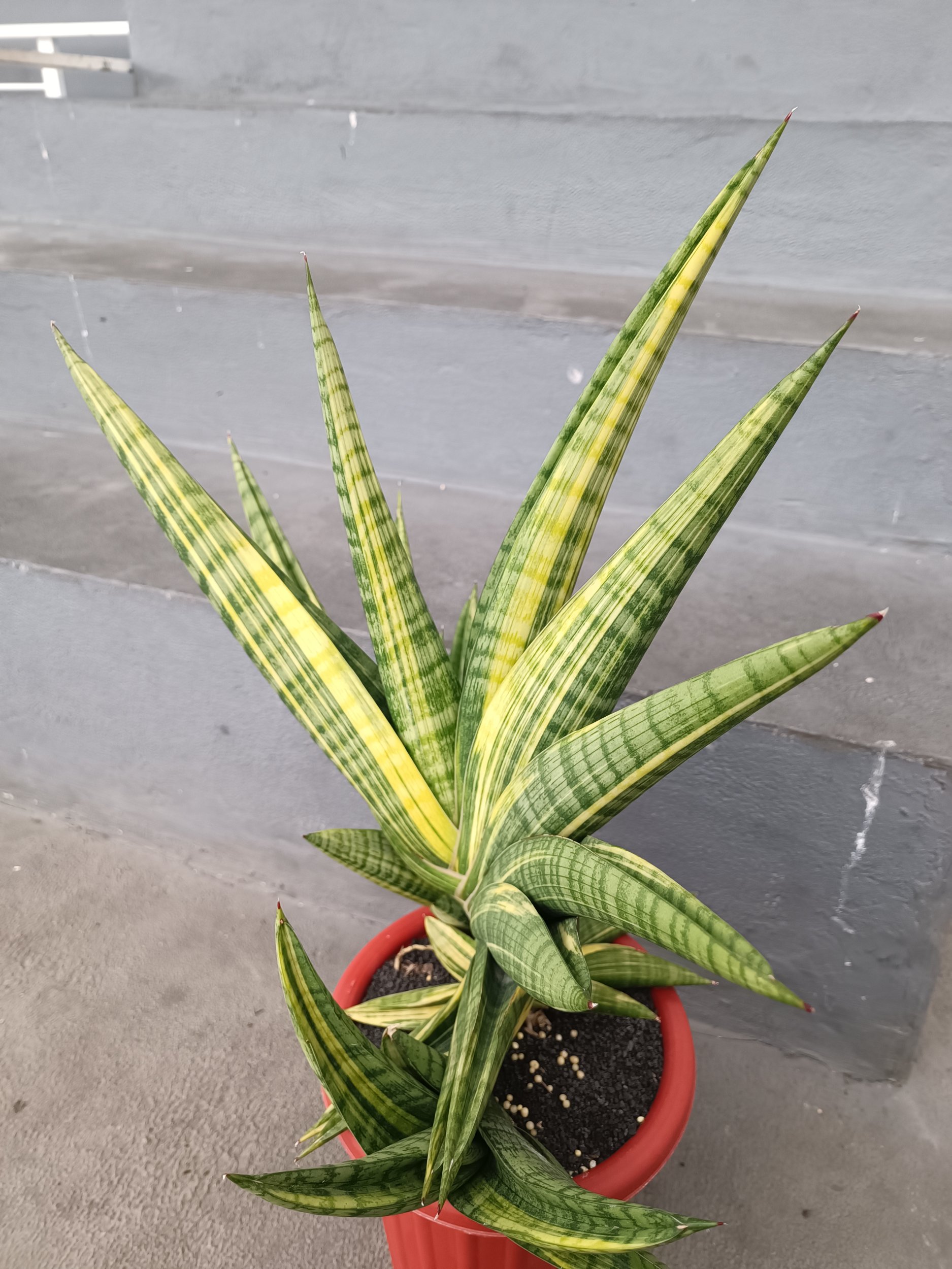2378. Sansevieria Marsa Anjani.super Big - Image 4