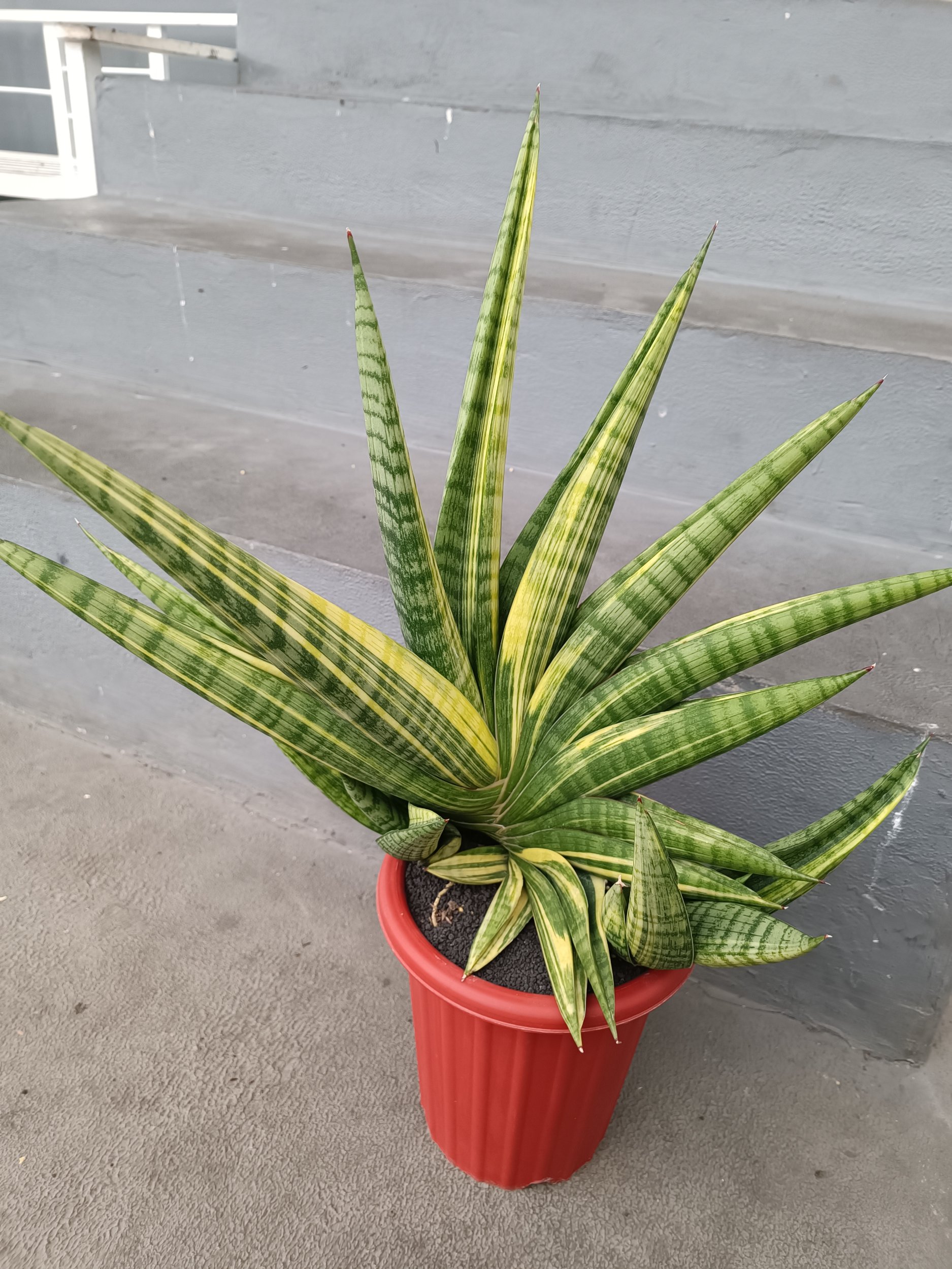 2378. Sansevieria Marsa Anjani.super Big - Image 5