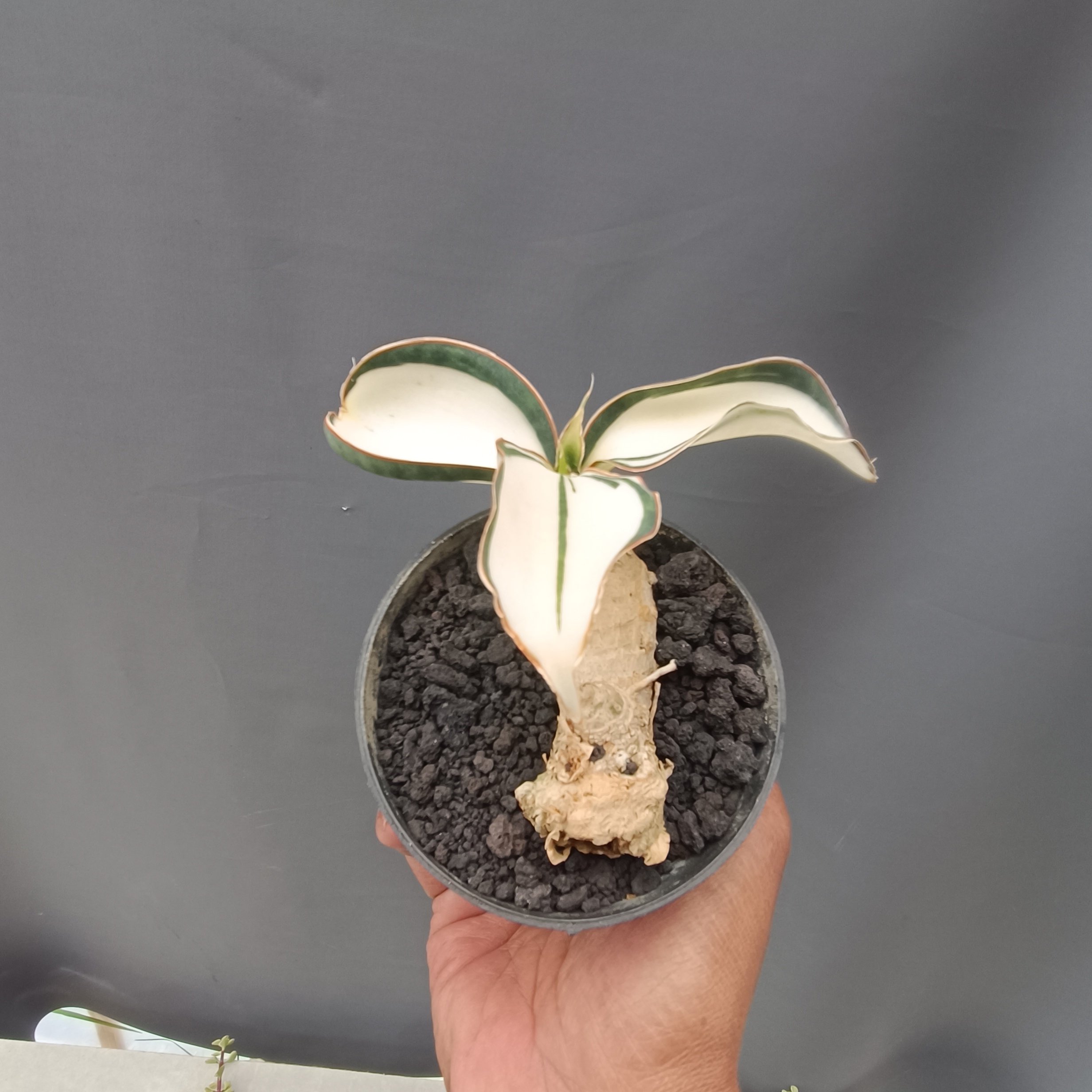 2382. Sansevieria Masoniana Mediopicta Variegated Rosset - Image 2
