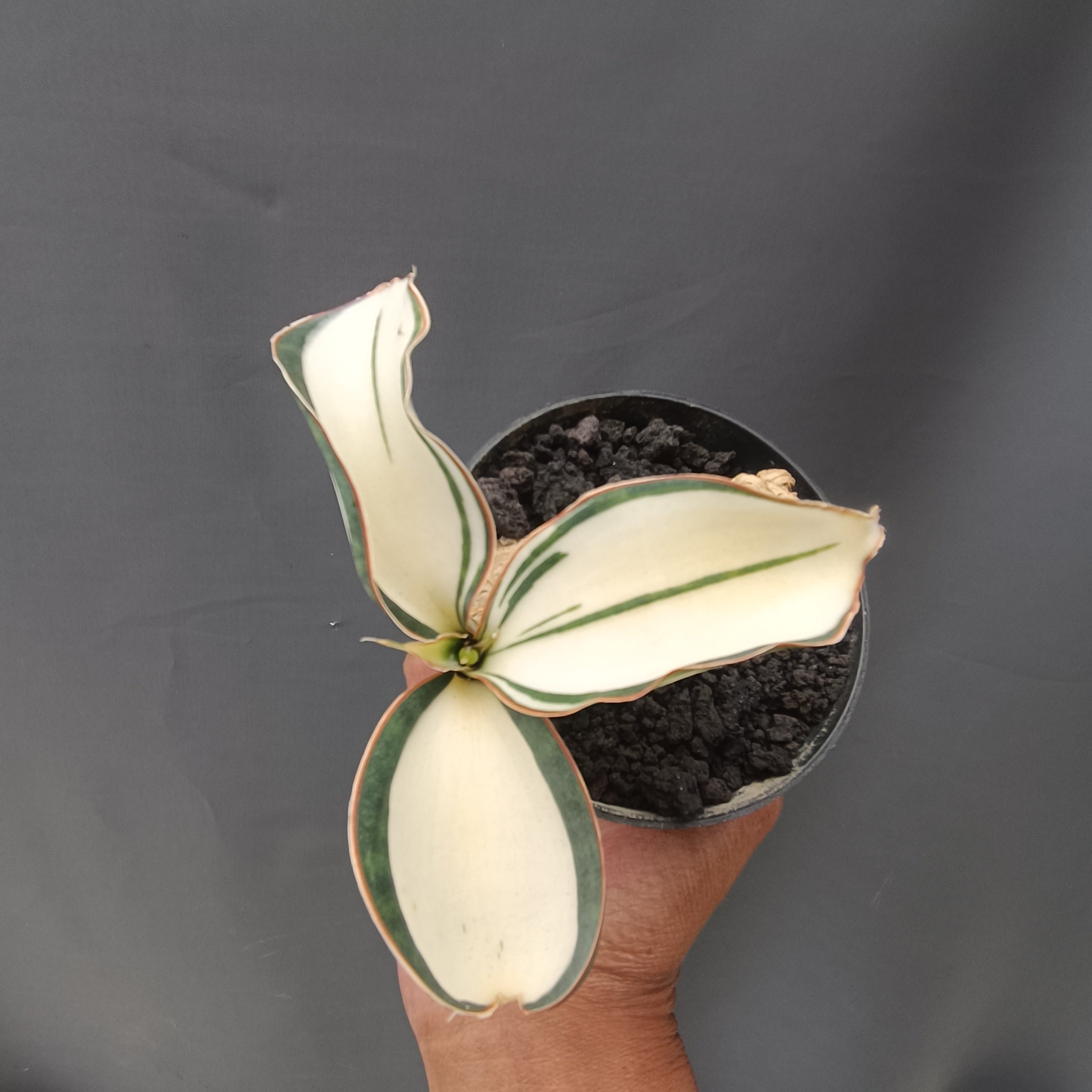 2382. Sansevieria Masoniana Mediopicta Variegated Rosset - Image 3