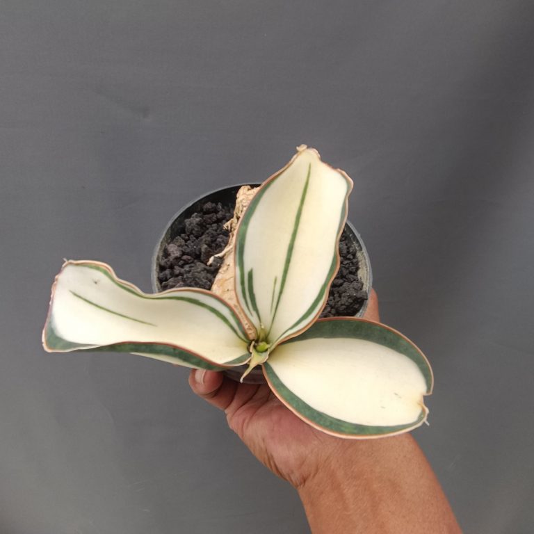 2382. Sansevieria Masoniana Mediopicta Variegated Rosset