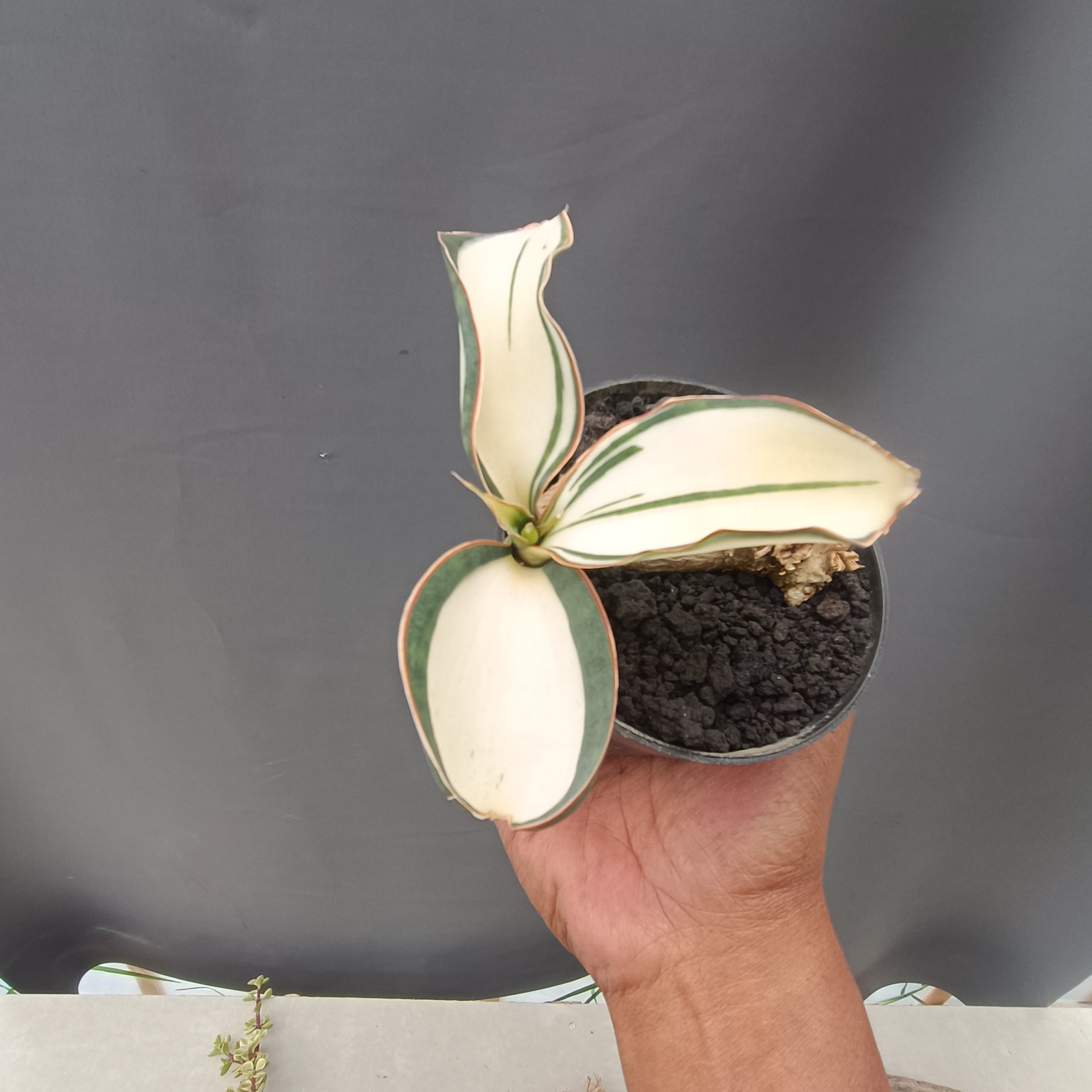 2382. Sansevieria Masoniana Mediopicta Variegated Rosset - Image 4