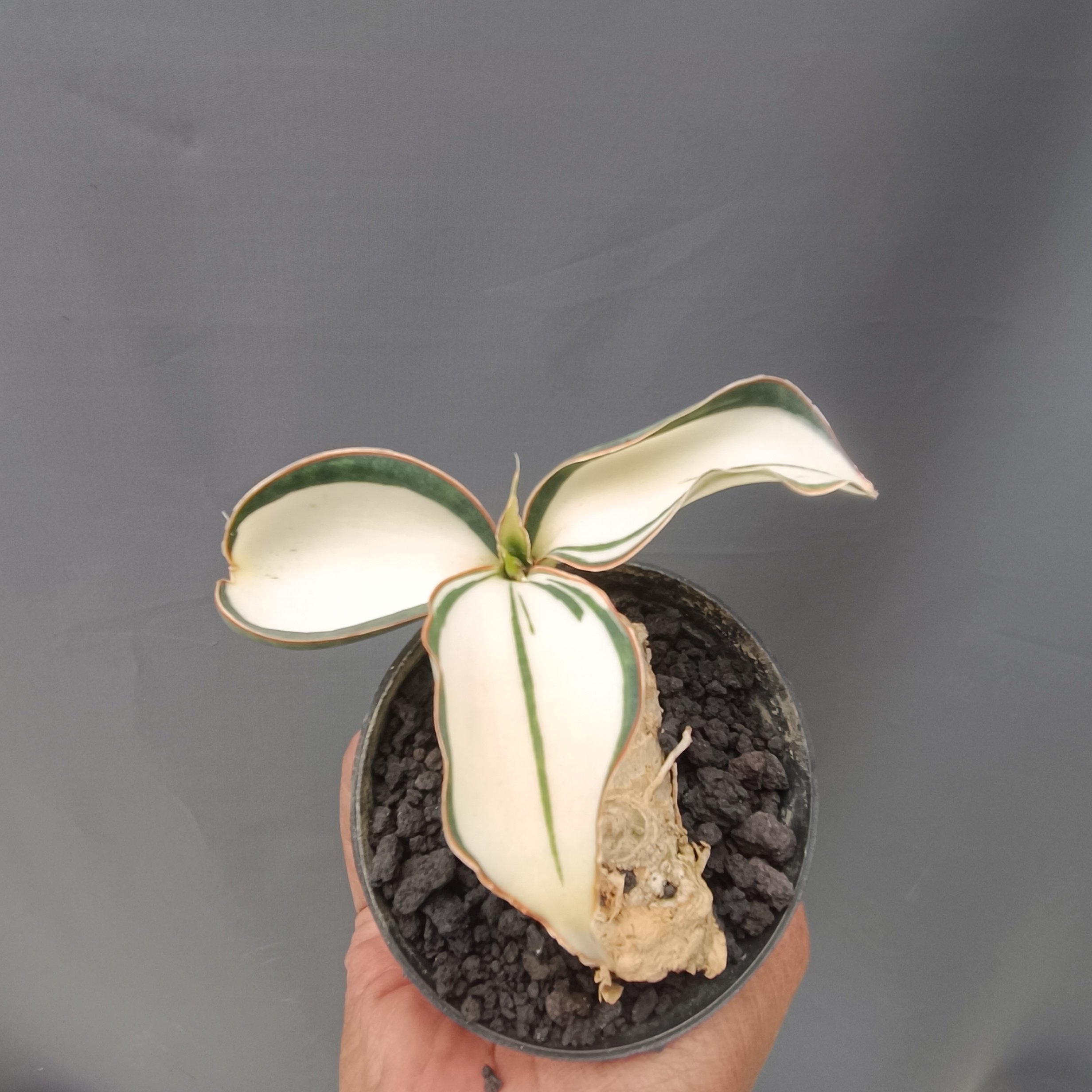 2382. Sansevieria Masoniana Mediopicta Variegated Rosset - Image 5
