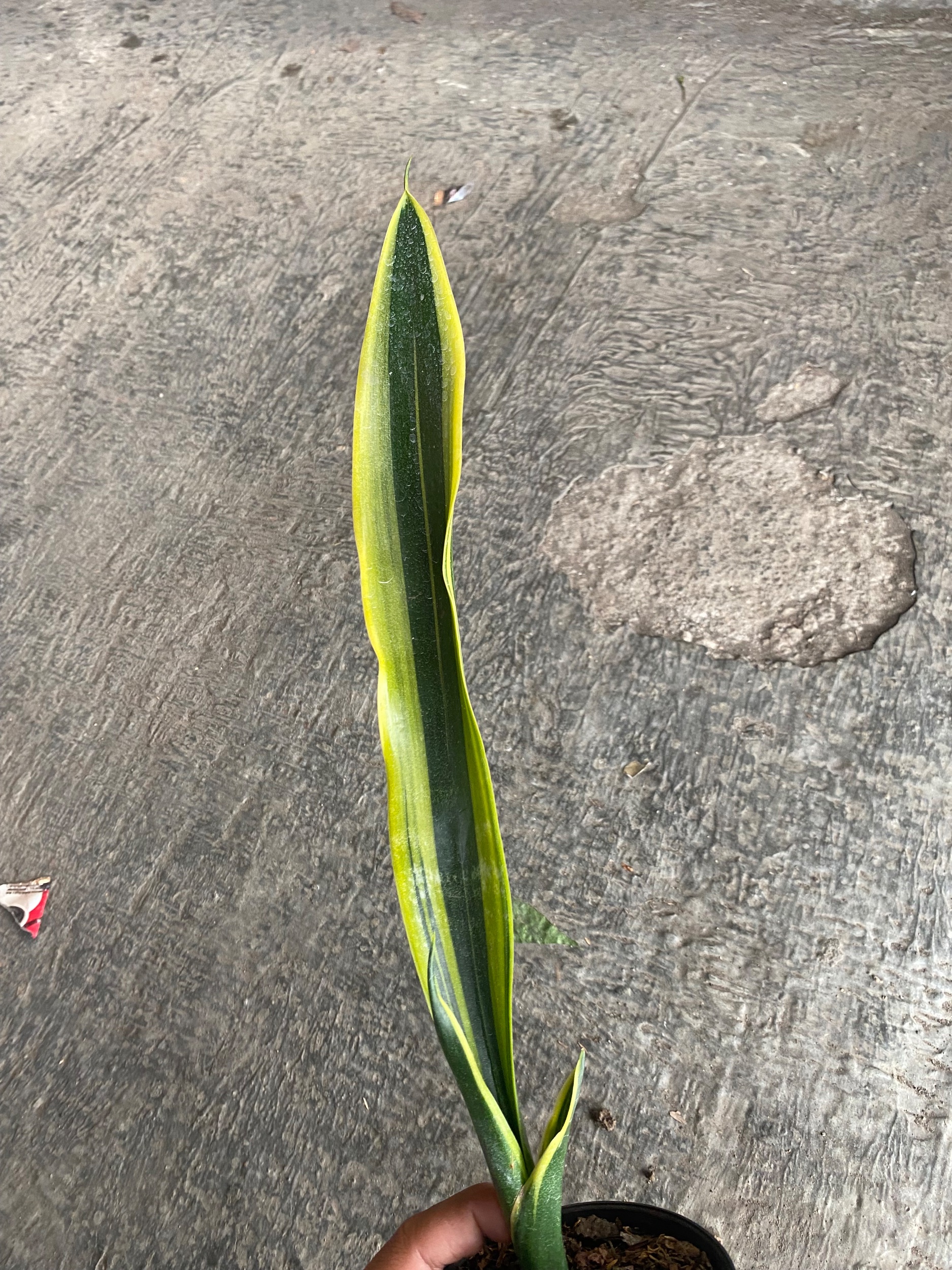 2403. Sansevieria Oil Plastic - Image 2