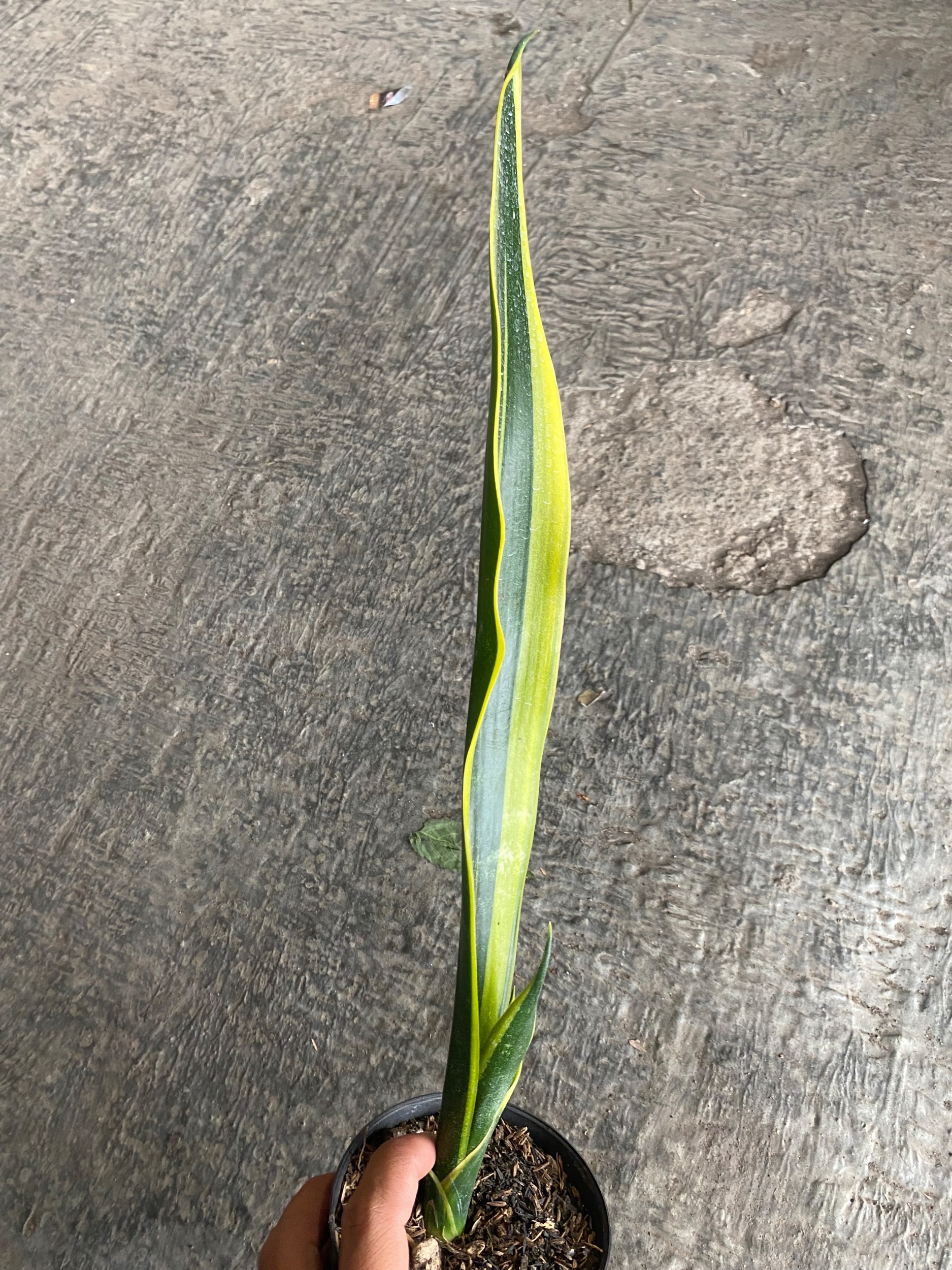 2403. Sansevieria Oil Plastic - Image 3