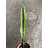 2403. Sansevieria Oil Plastic