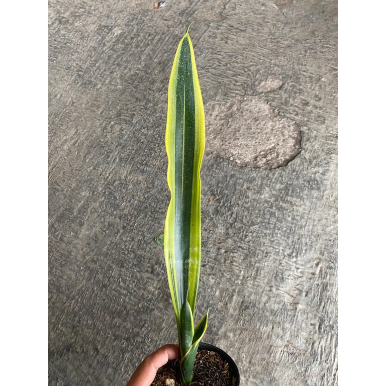 2403. Sansevieria Oil Plastic