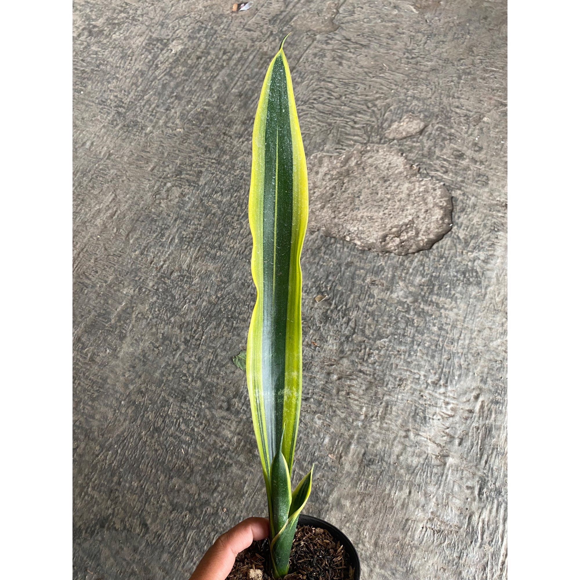 2403. Sansevieria Oil Plastic