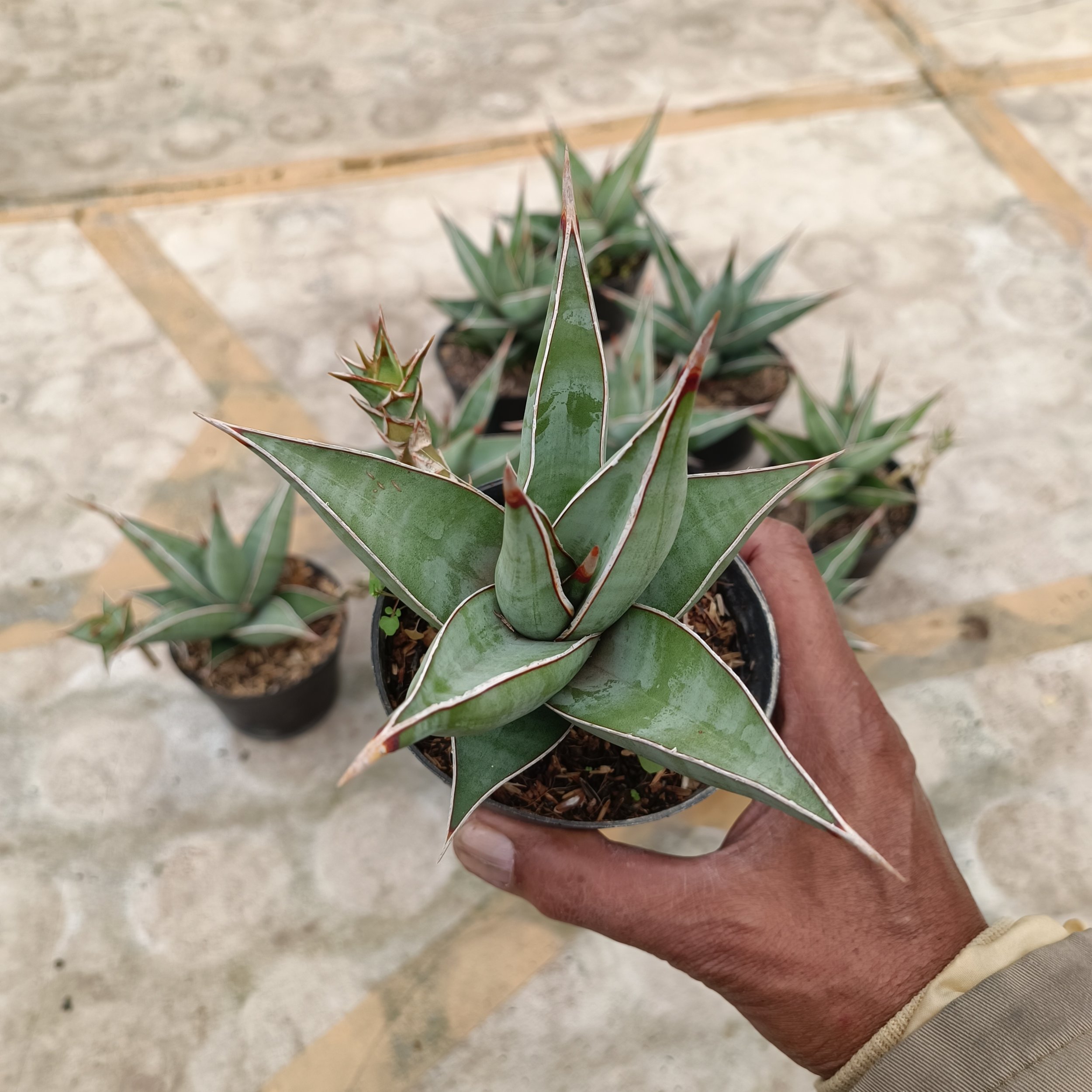 2392. Sansevieria Pinguin - Image 2