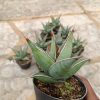 2392. Sansevieria Pinguin