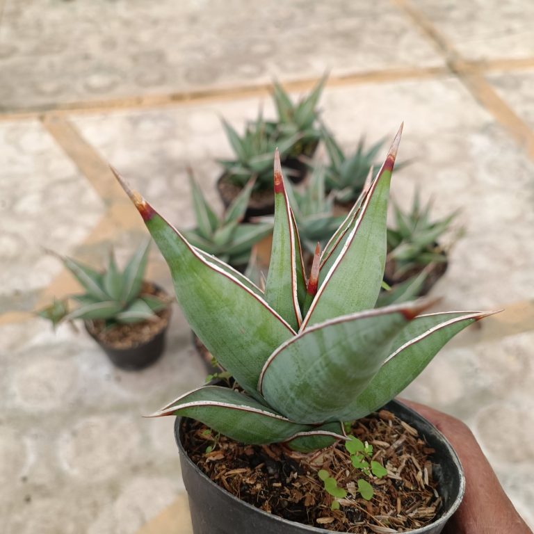 2392. Sansevieria Pinguin