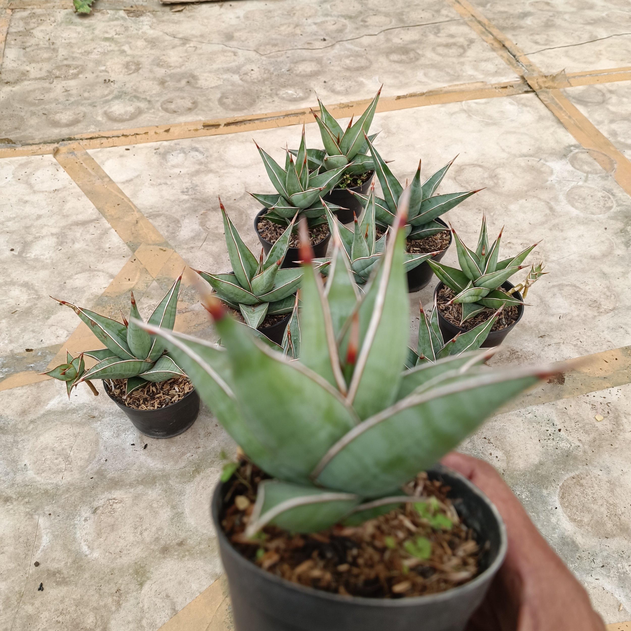 2392. Sansevieria Pinguin - Image 3