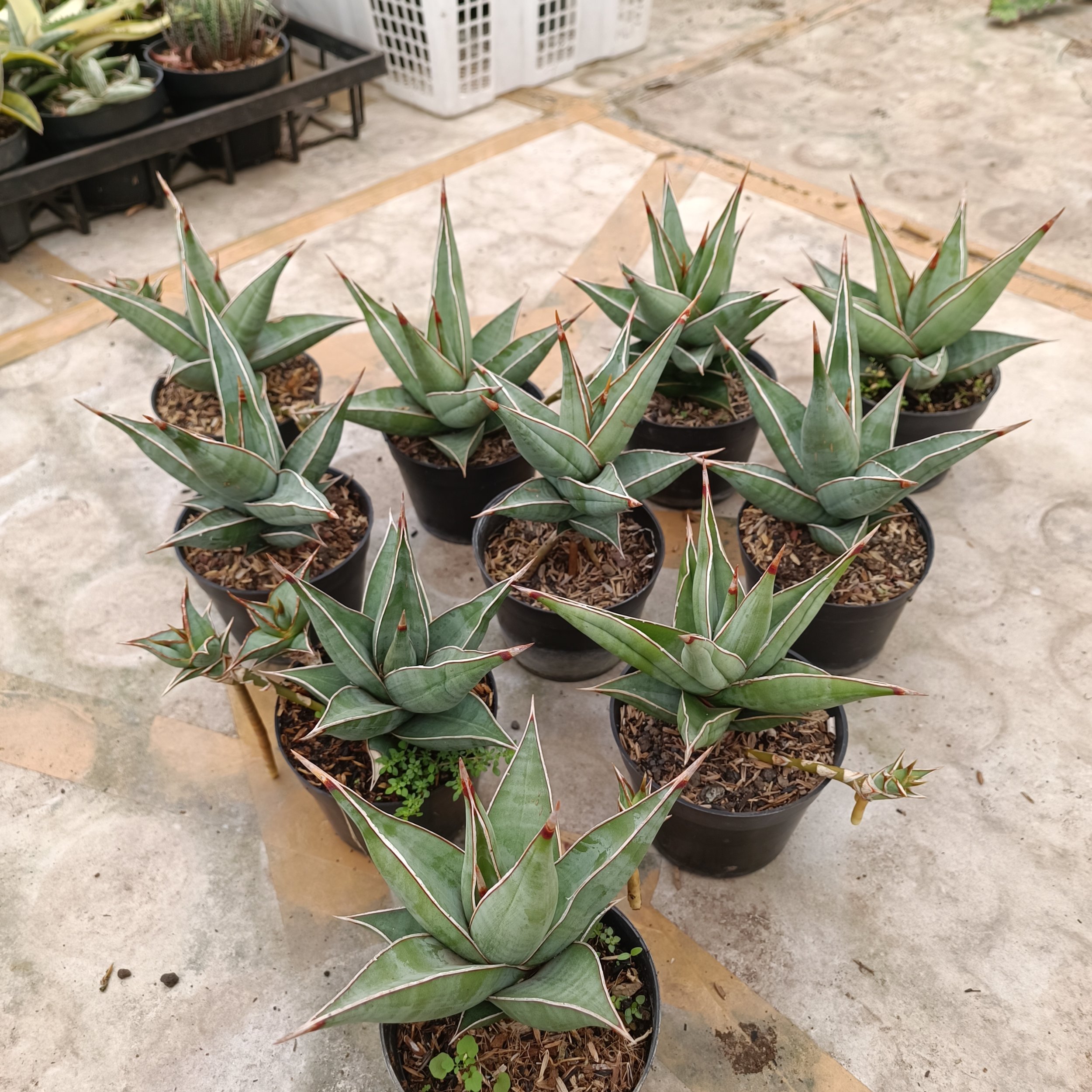 2392. Sansevieria Pinguin - Image 4