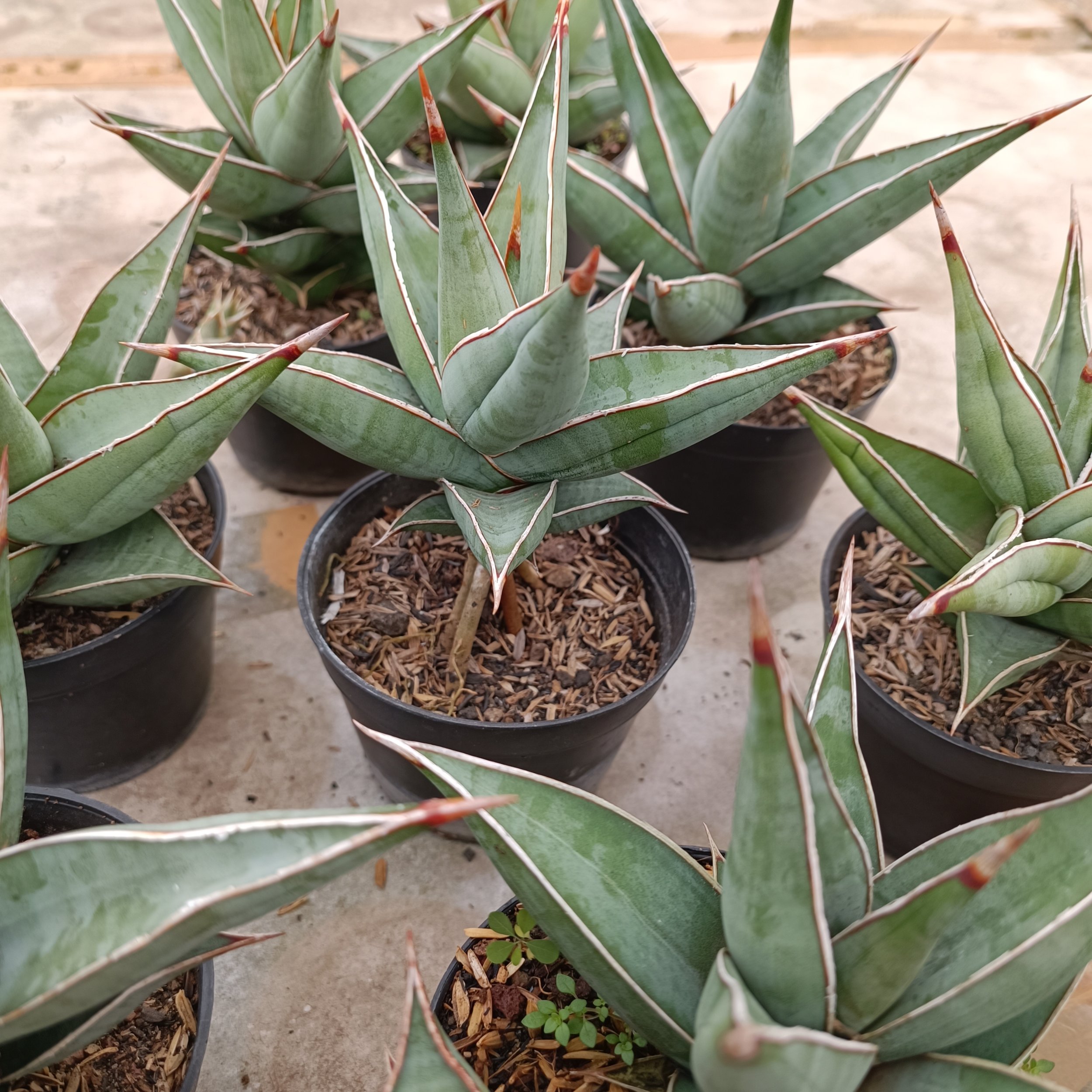 2392. Sansevieria Pinguin - Image 5