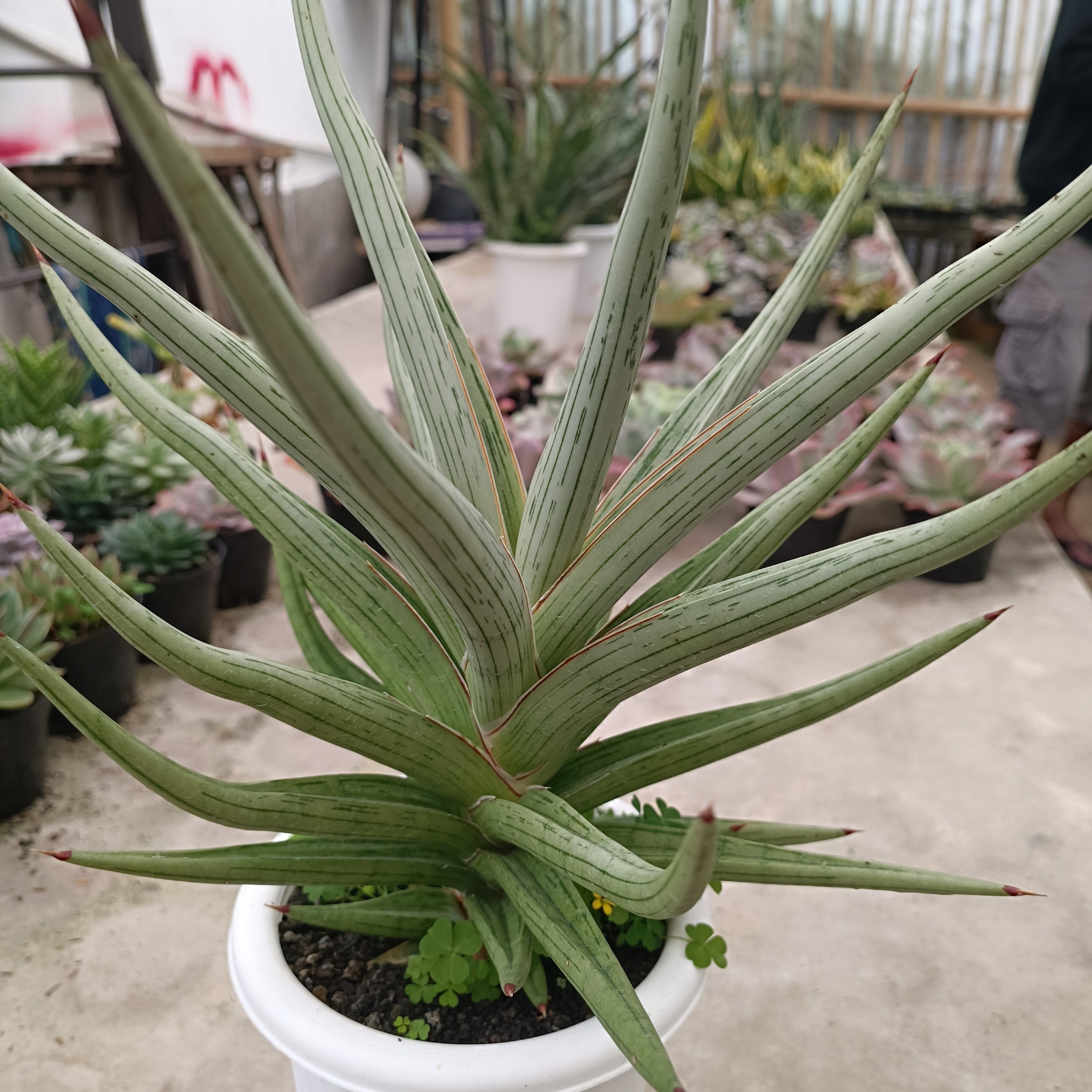 2438. Sansevieria Quentin Hybrid - Image 2
