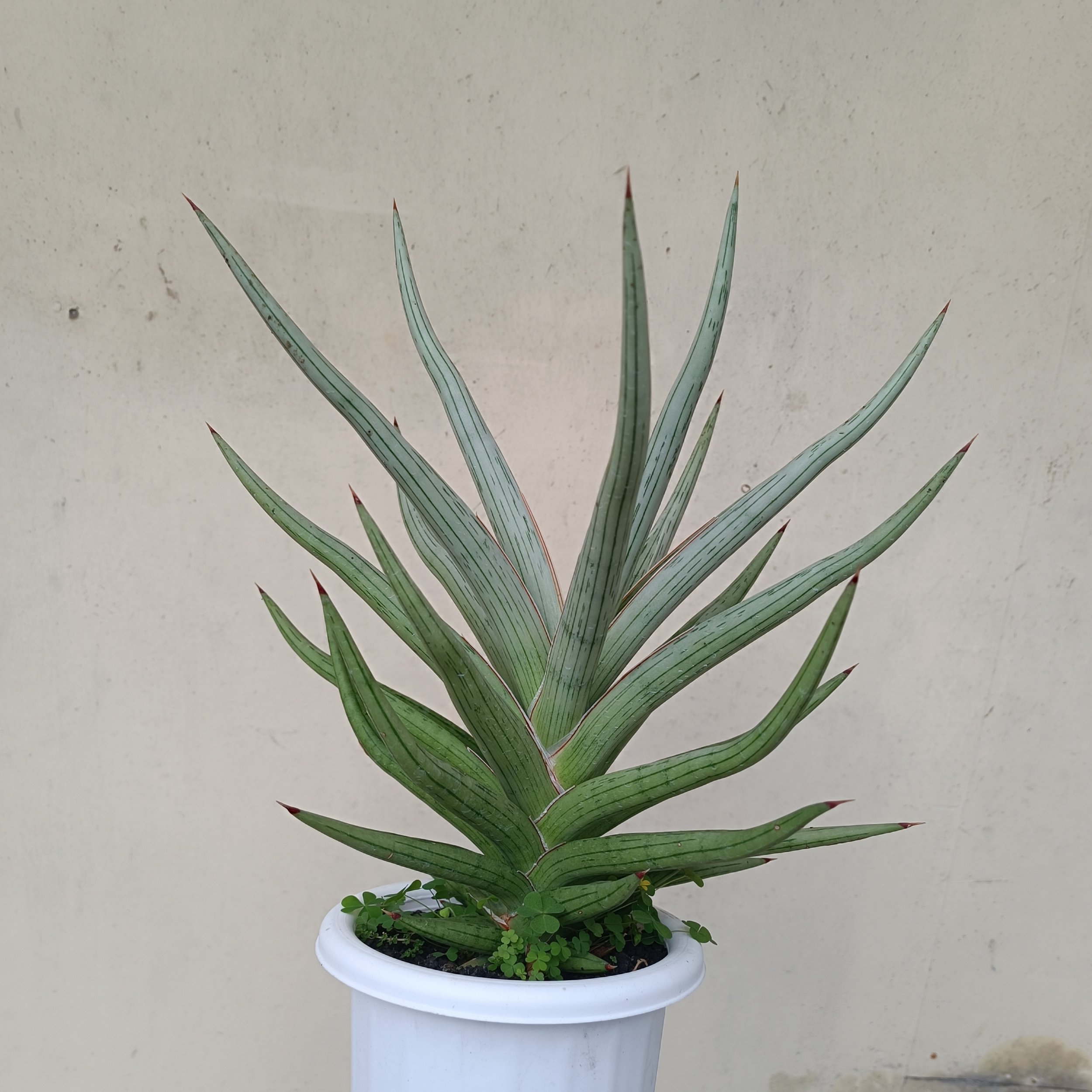 2438. Sansevieria Quentin Hybrid - Image 10