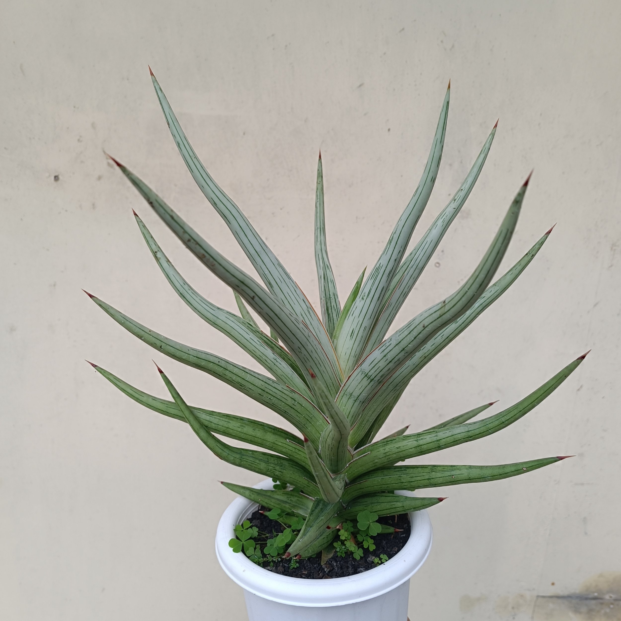 2438. Sansevieria Quentin Hybrid - Image 11