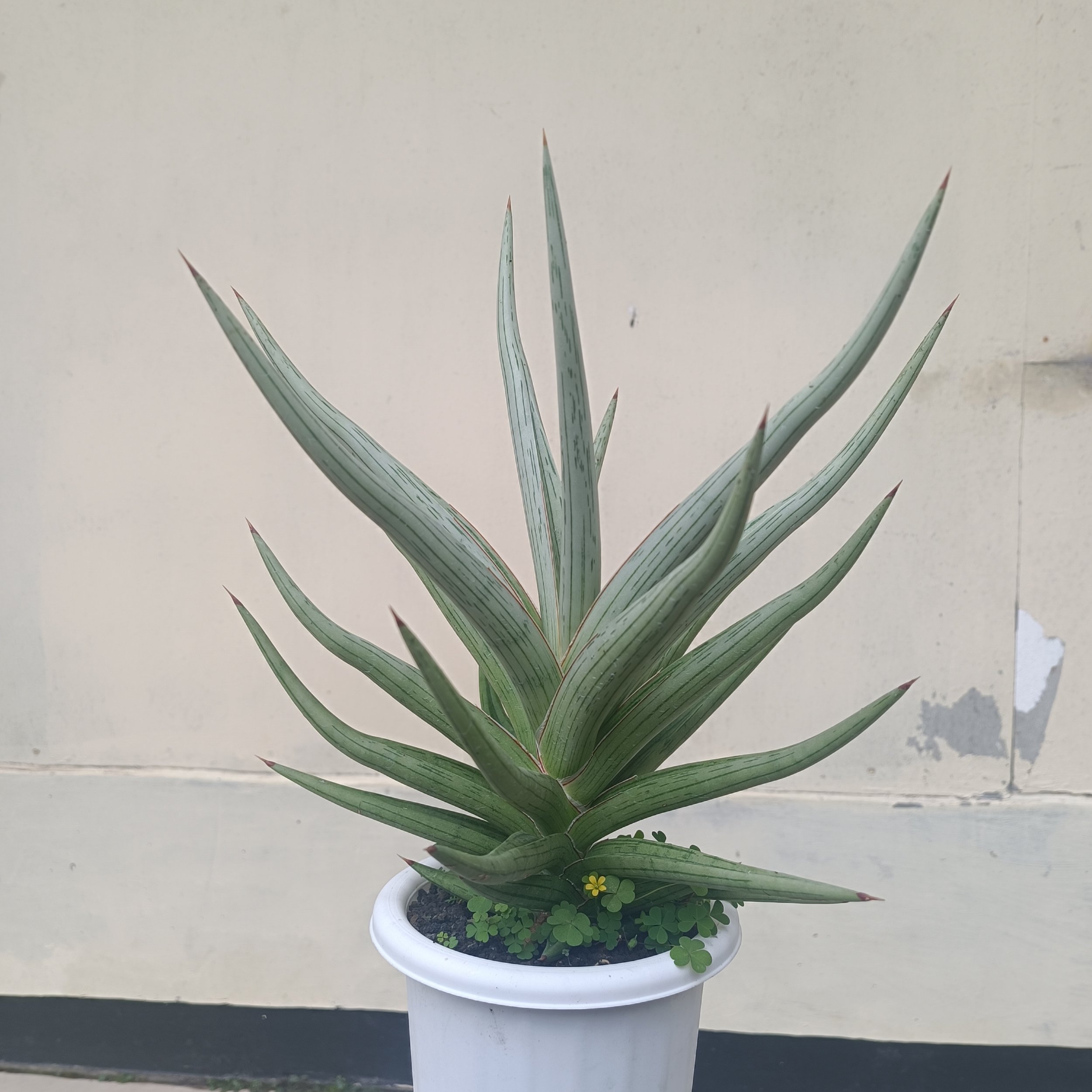 2438. Sansevieria Quentin Hybrid - Image 12