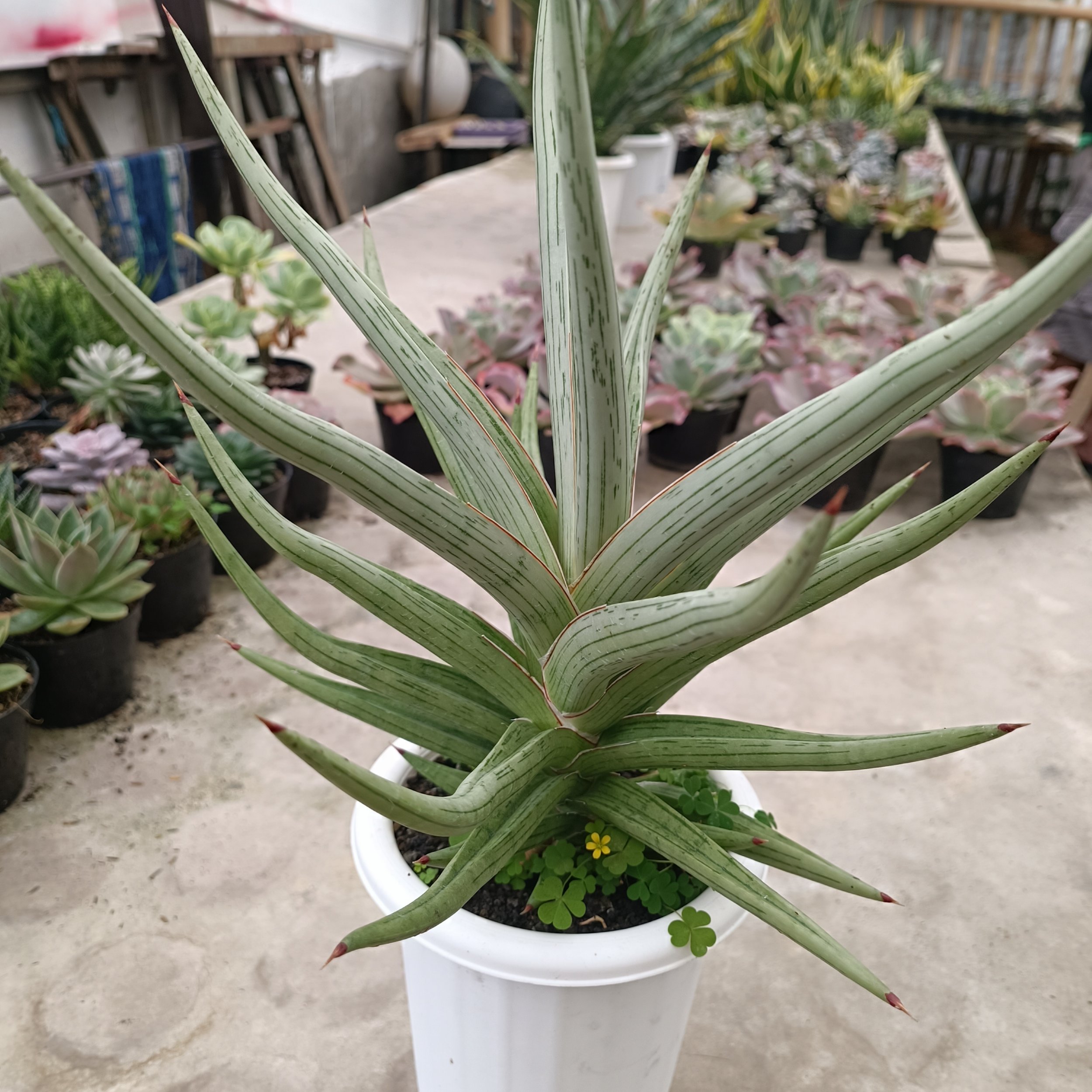 2438. Sansevieria Quentin Hybrid - Image 3