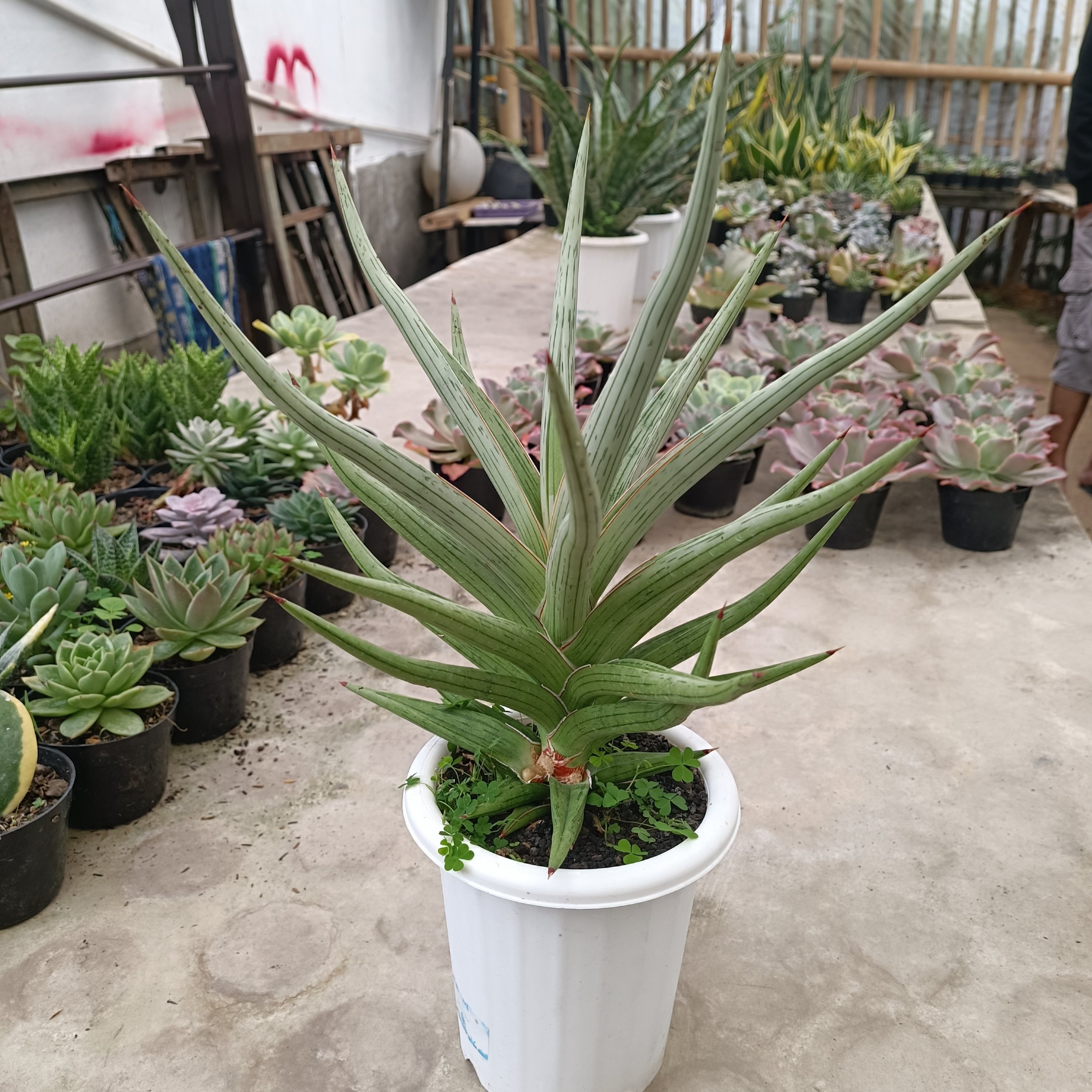 2438. Sansevieria Quentin Hybrid - Image 4