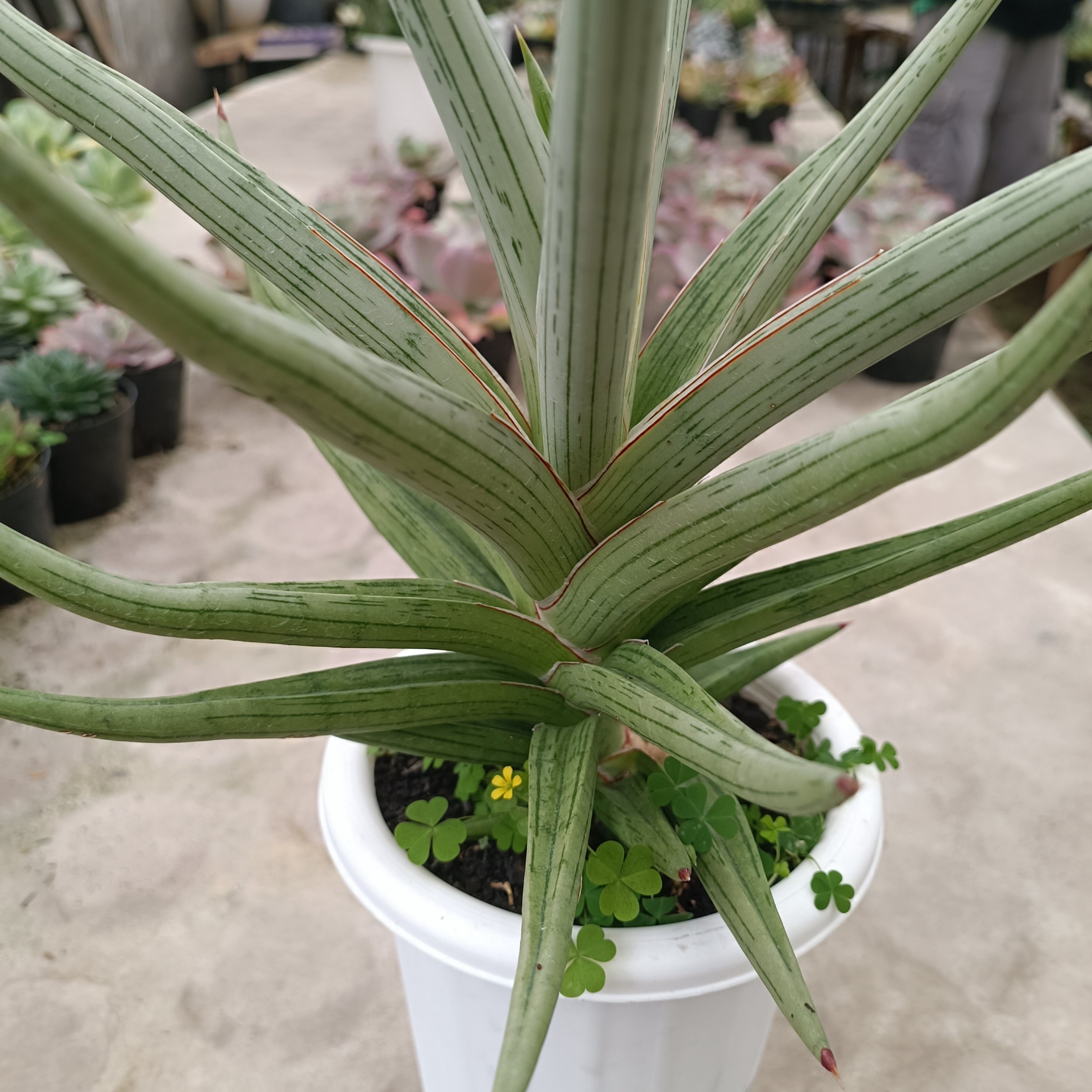 2438. Sansevieria Quentin Hybrid - Image 5