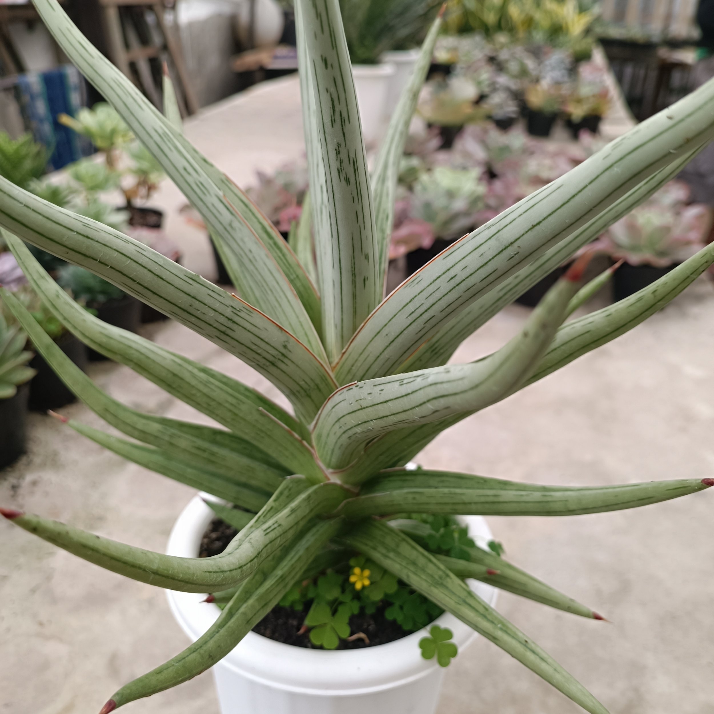2438. Sansevieria Quentin Hybrid - Image 6