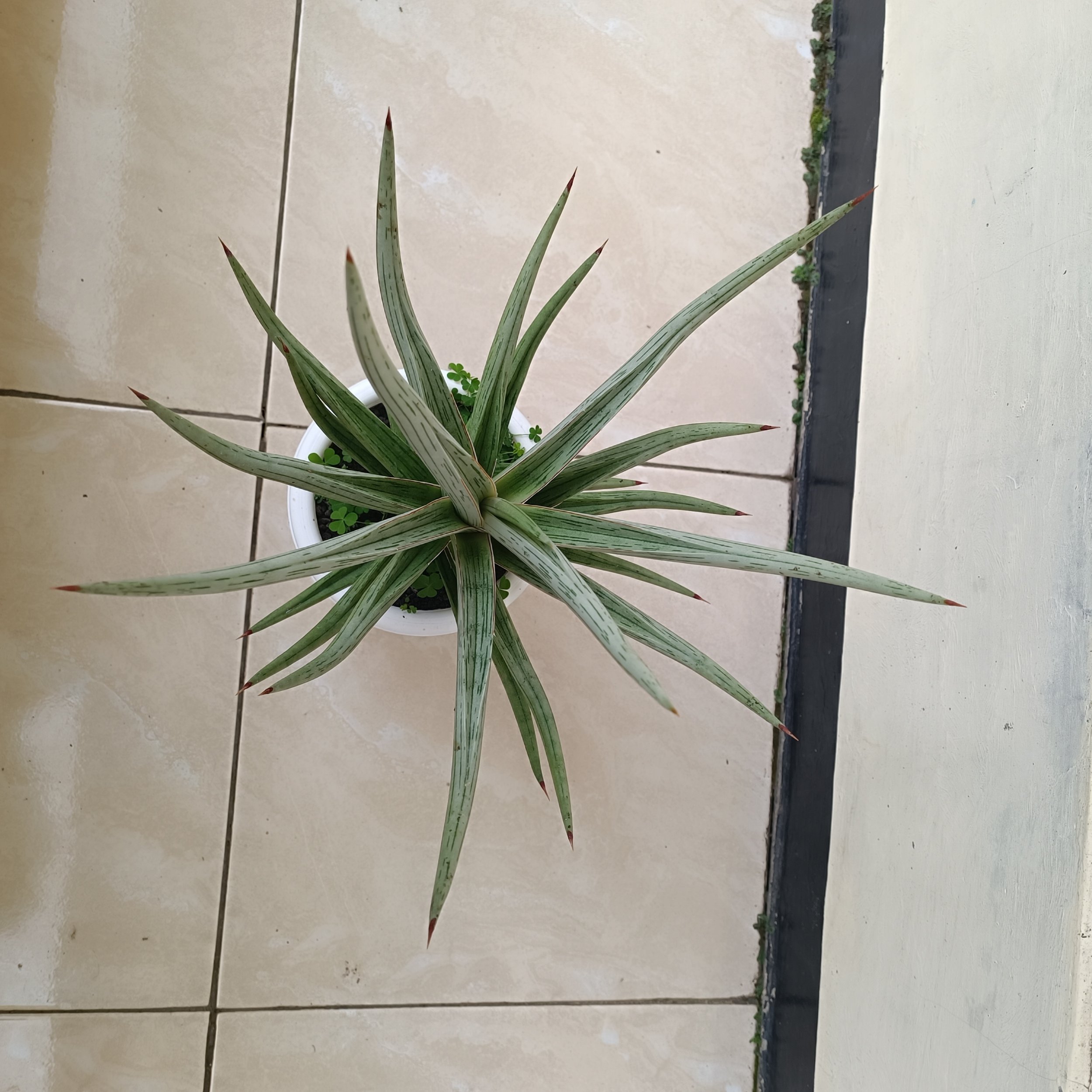 2438. Sansevieria Quentin Hybrid - Image 7