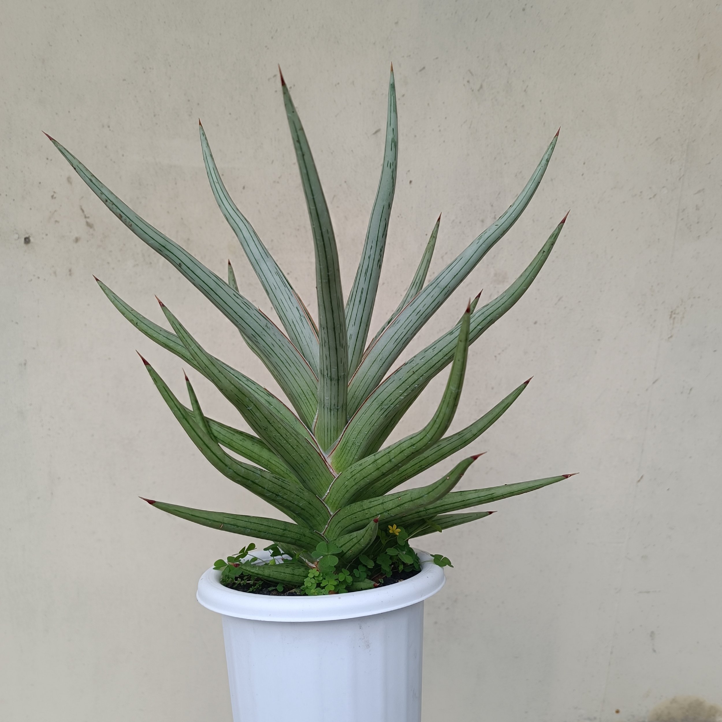 2438. Sansevieria Quentin Hybrid - Image 8
