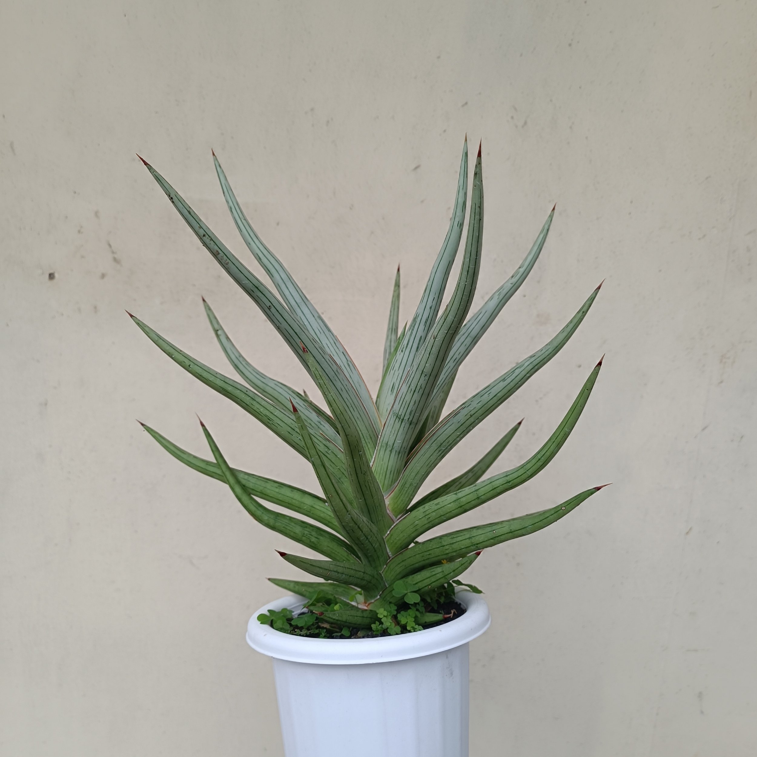 2438. Sansevieria Quentin Hybrid - Image 9