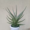 2438. Sansevieria Quentin Hybrid