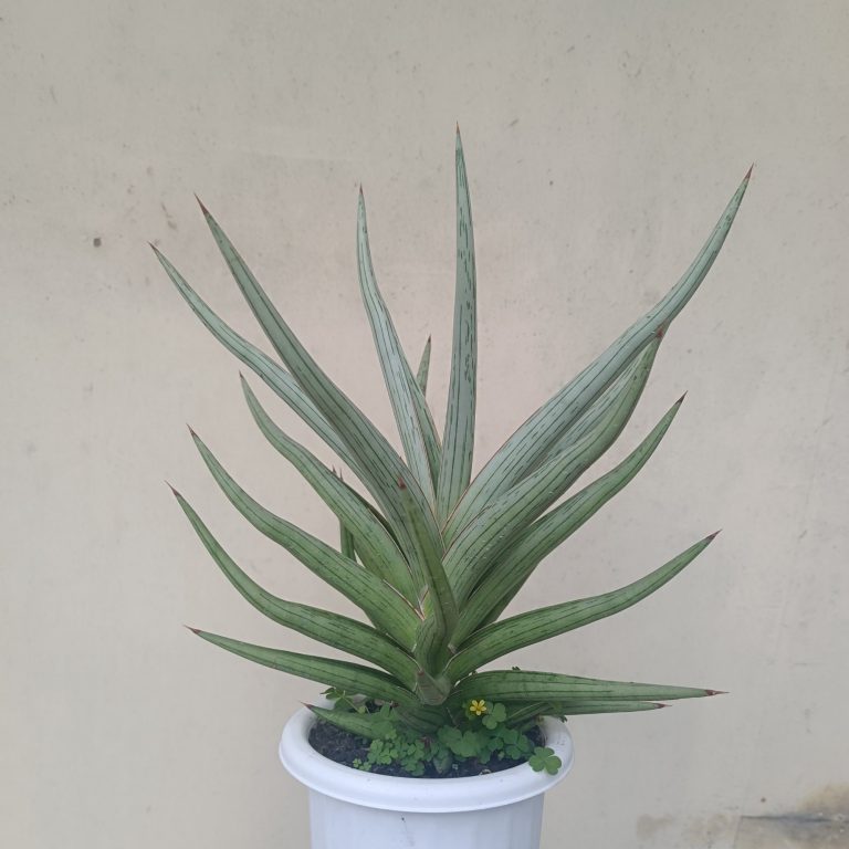 2438. Sansevieria Quentin Hybrid