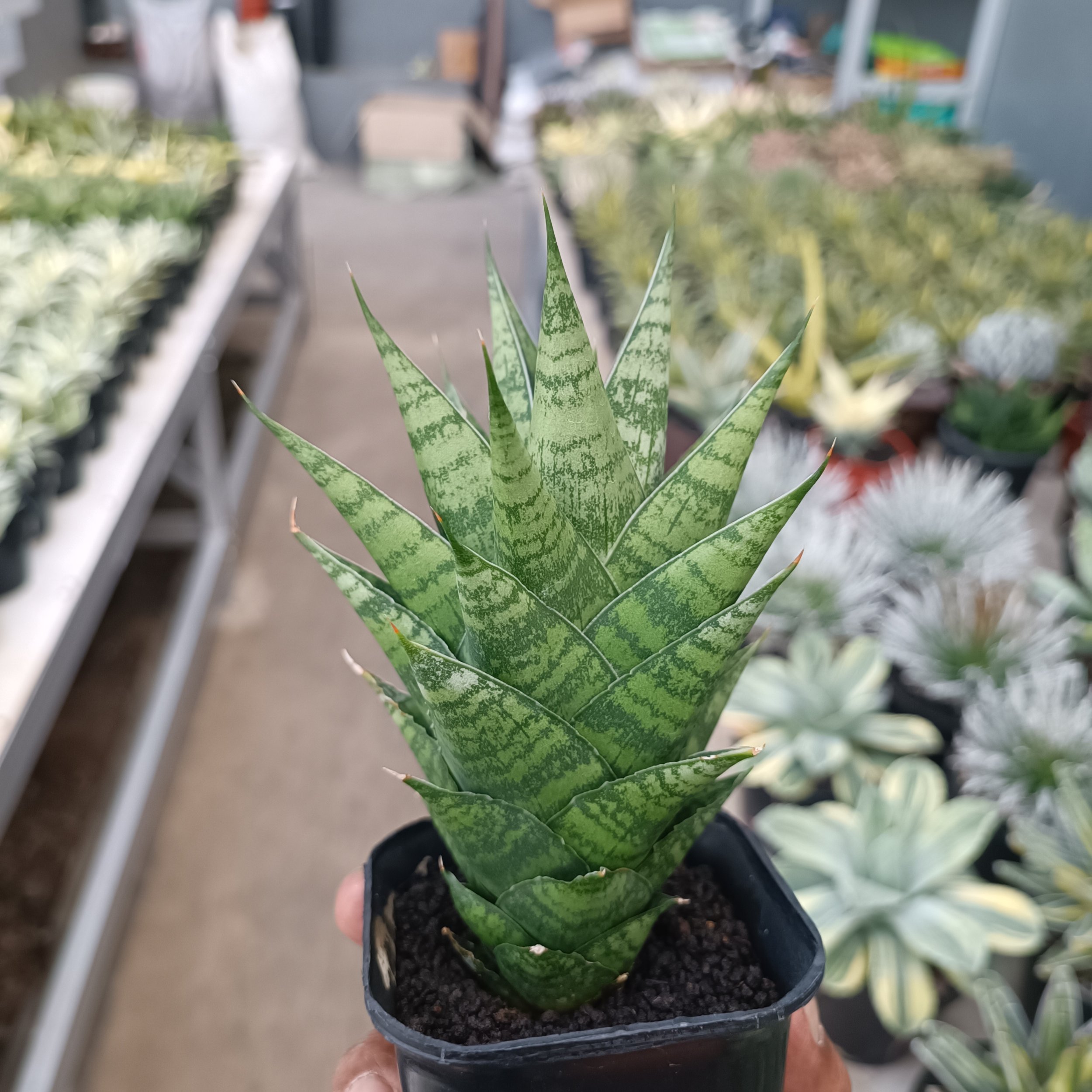 2369. Sansevieria Ratu Saba - Image 2