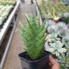 2369. Sansevieria Ratu Saba