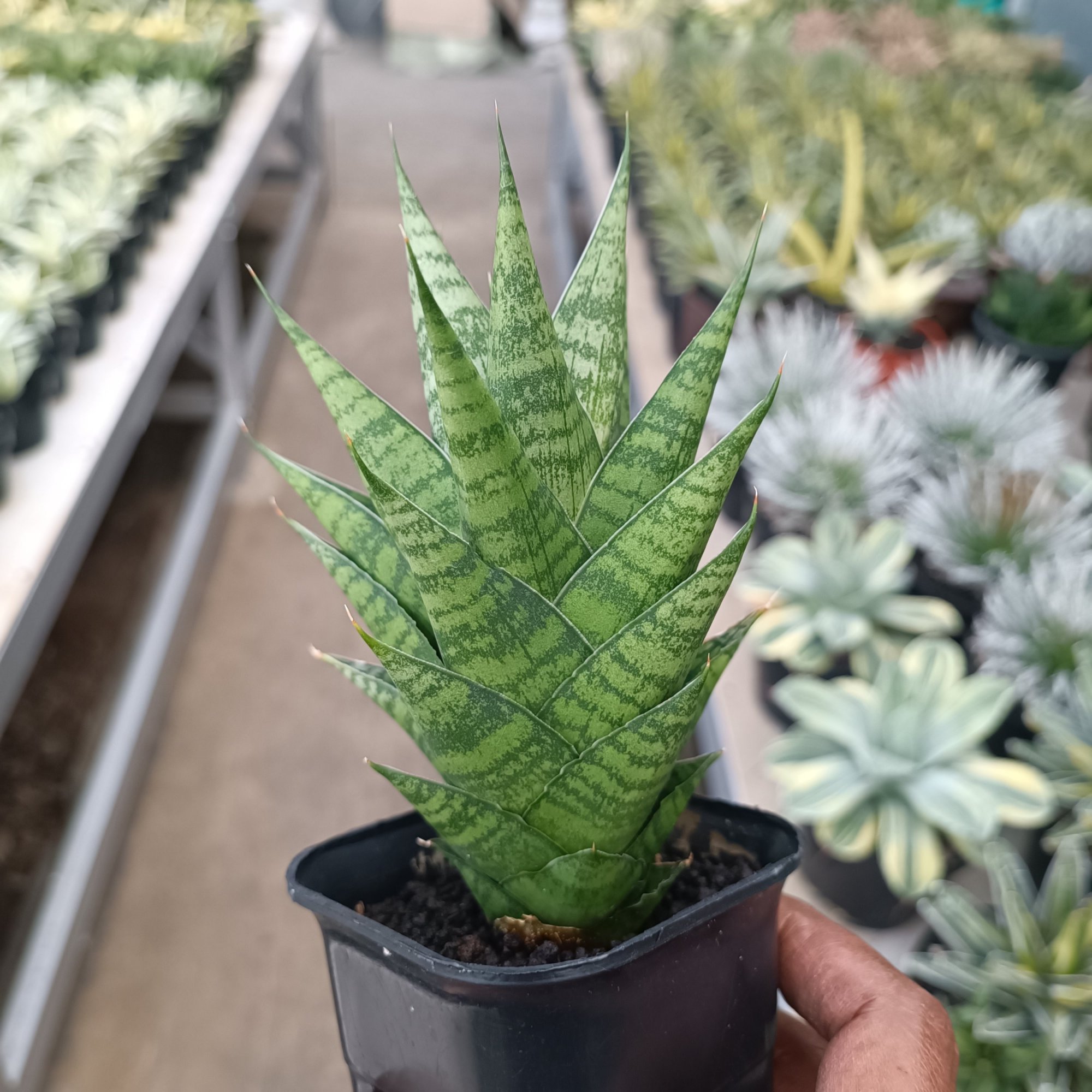 2369. Sansevieria Ratu Saba