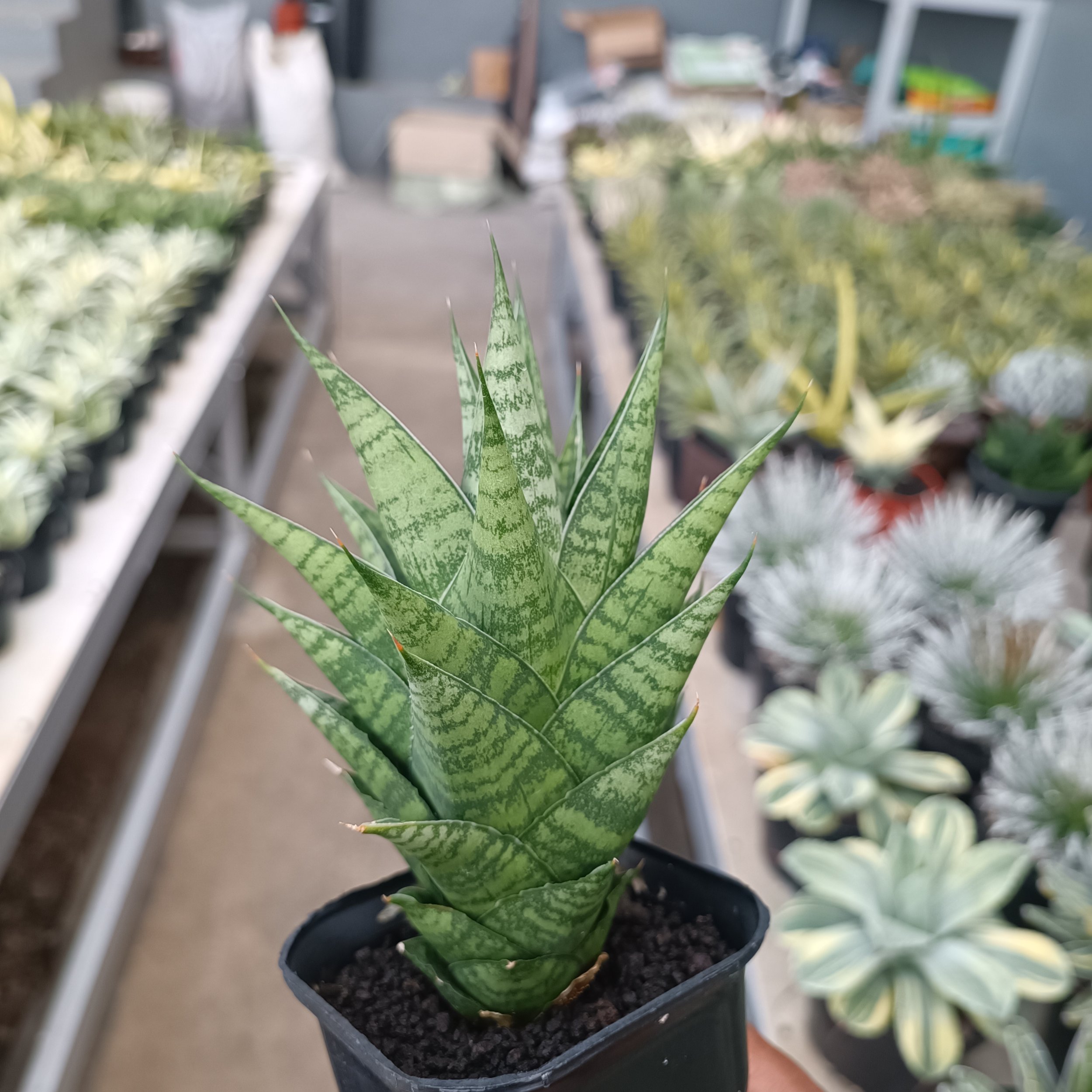 2369. Sansevieria Ratu Saba - Image 3