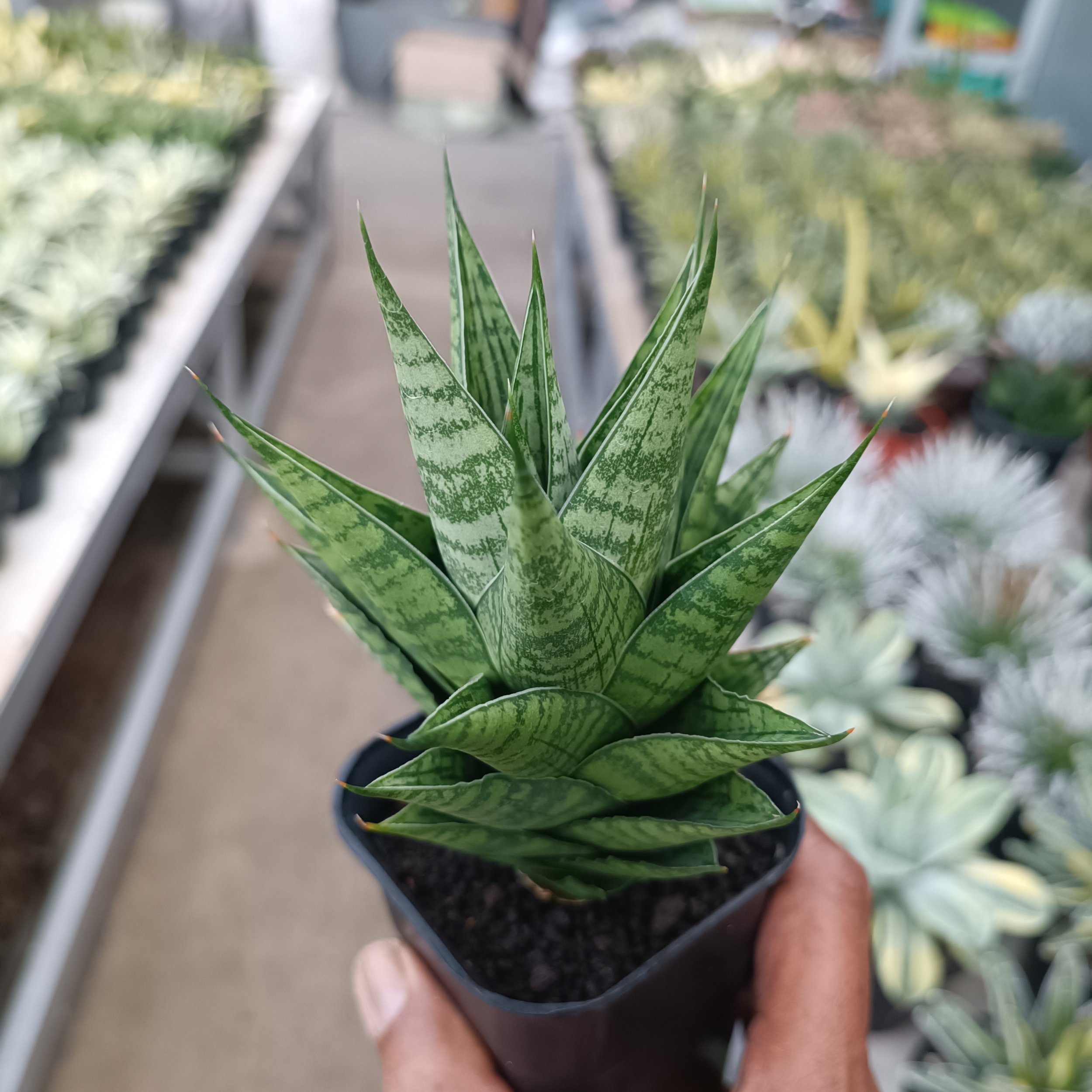 2369. Sansevieria Ratu Saba - Image 4