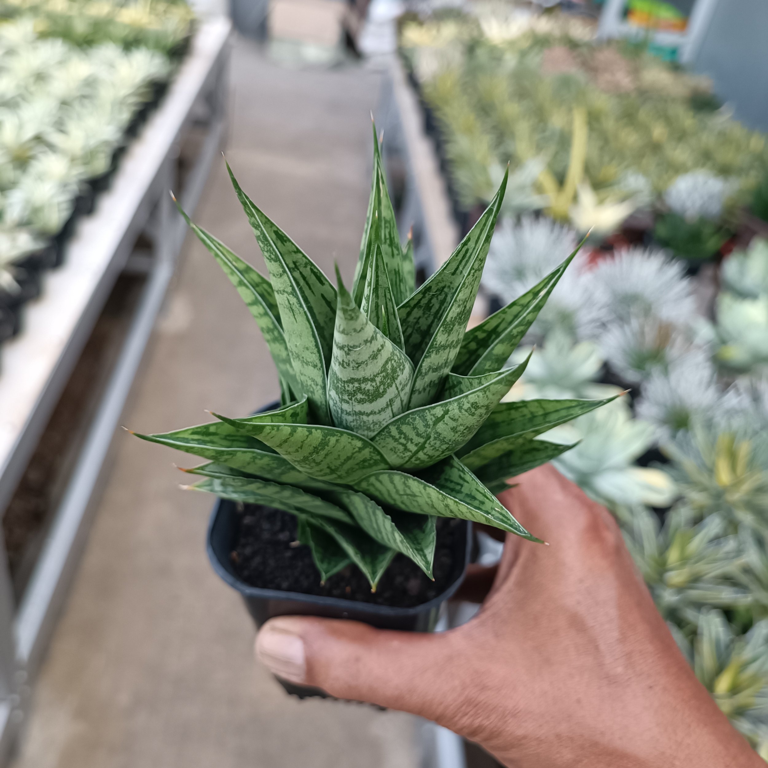 2369. Sansevieria Ratu Saba - Image 5