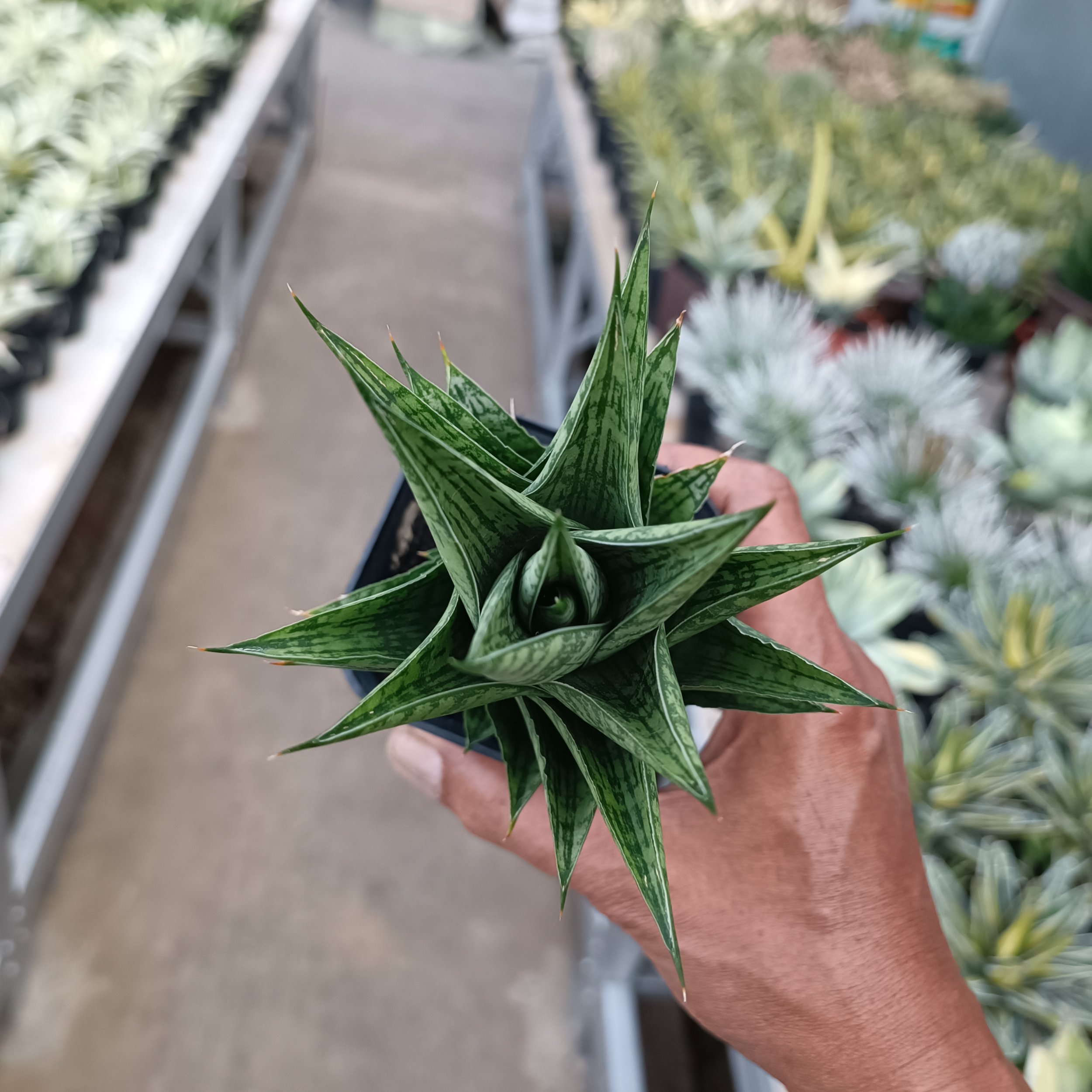 2369. Sansevieria Ratu Saba - Image 6