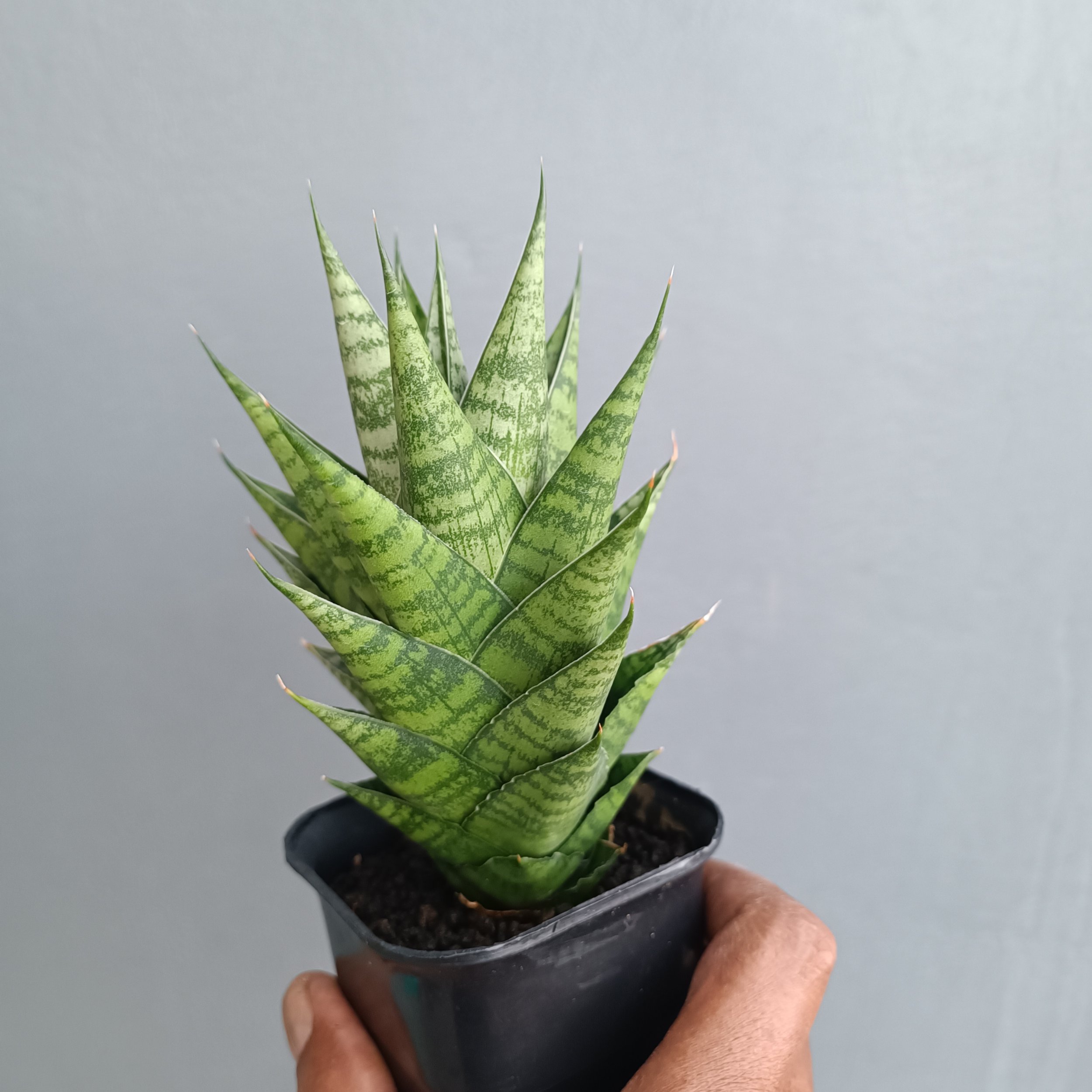 2369. Sansevieria Ratu Saba - Image 7