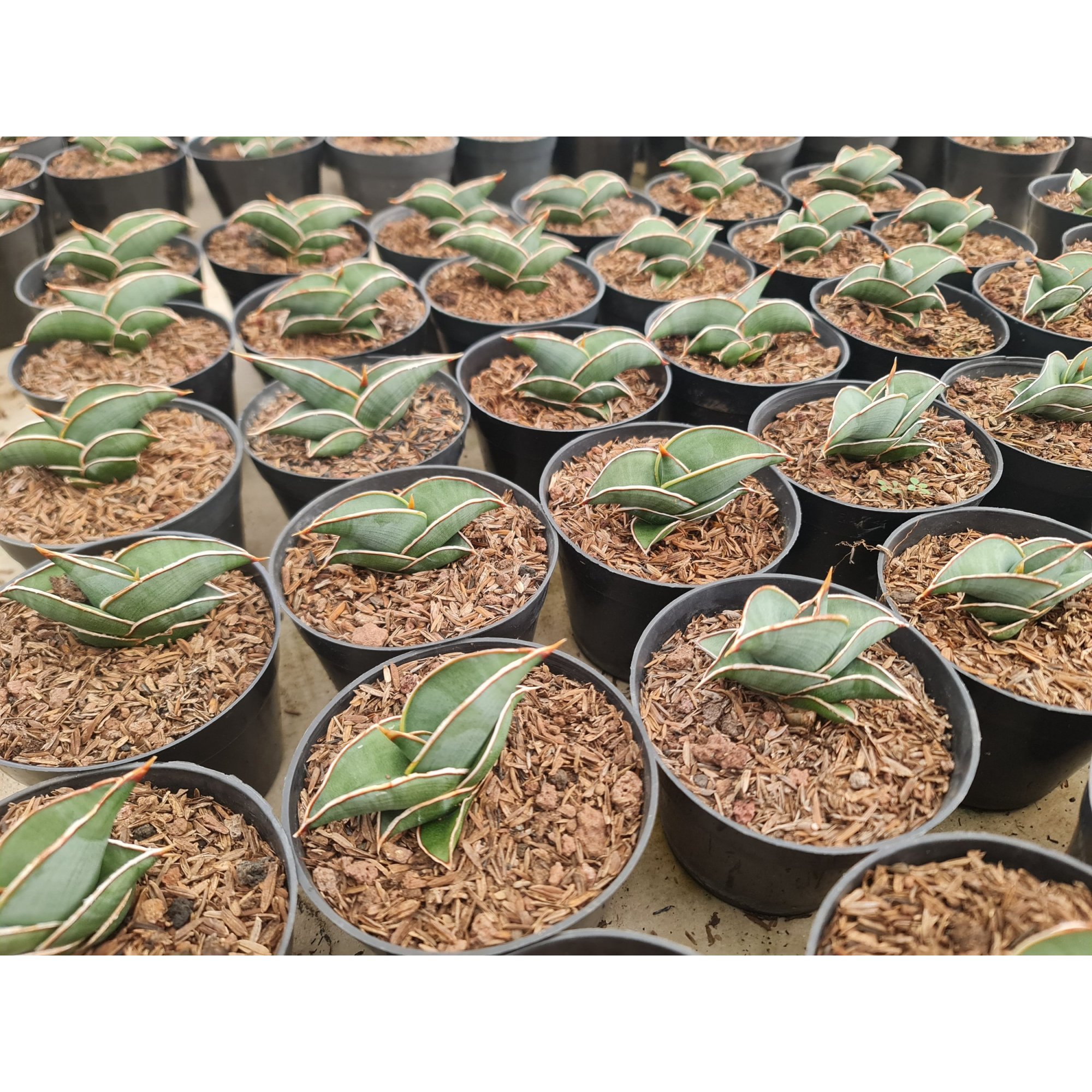 2353. Sansevieria Rorida Pot 8cm 20pcs