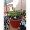 2366. Sansevieria Rorida Variegated size 24 cm
