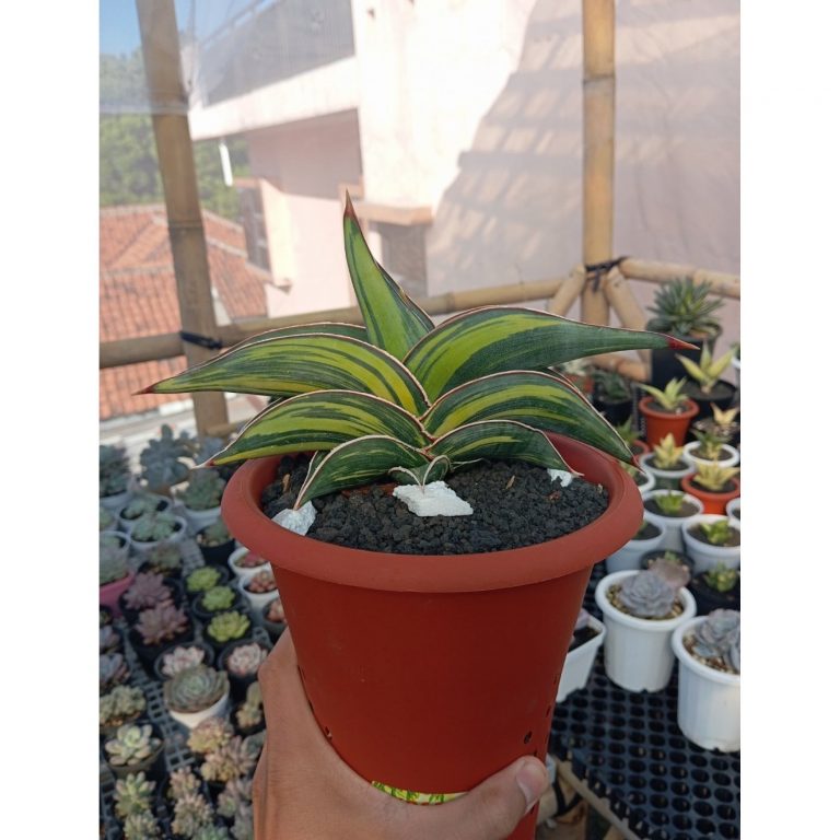 2366. Sansevieria Rorida Variegated size 24 cm