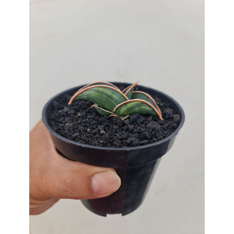 2347. Sansevieria Rorida Varigated Pot 8cm