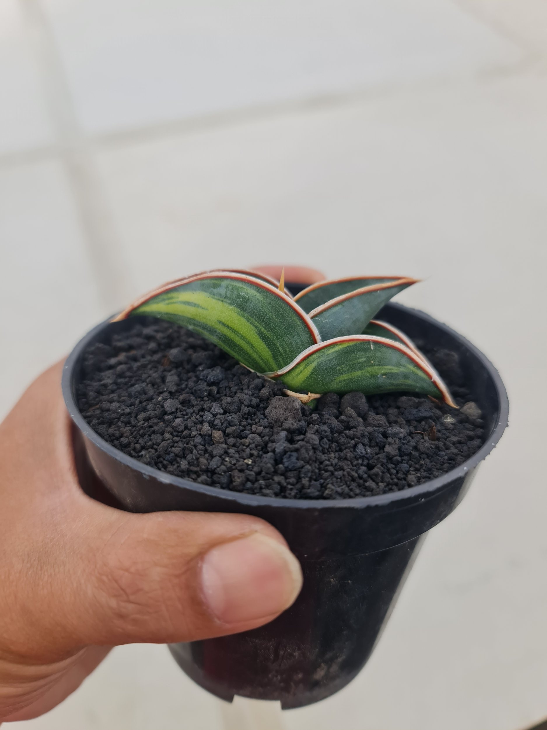 2347. Sansevieria Rorida Varigated Pot 8cm - Image 2