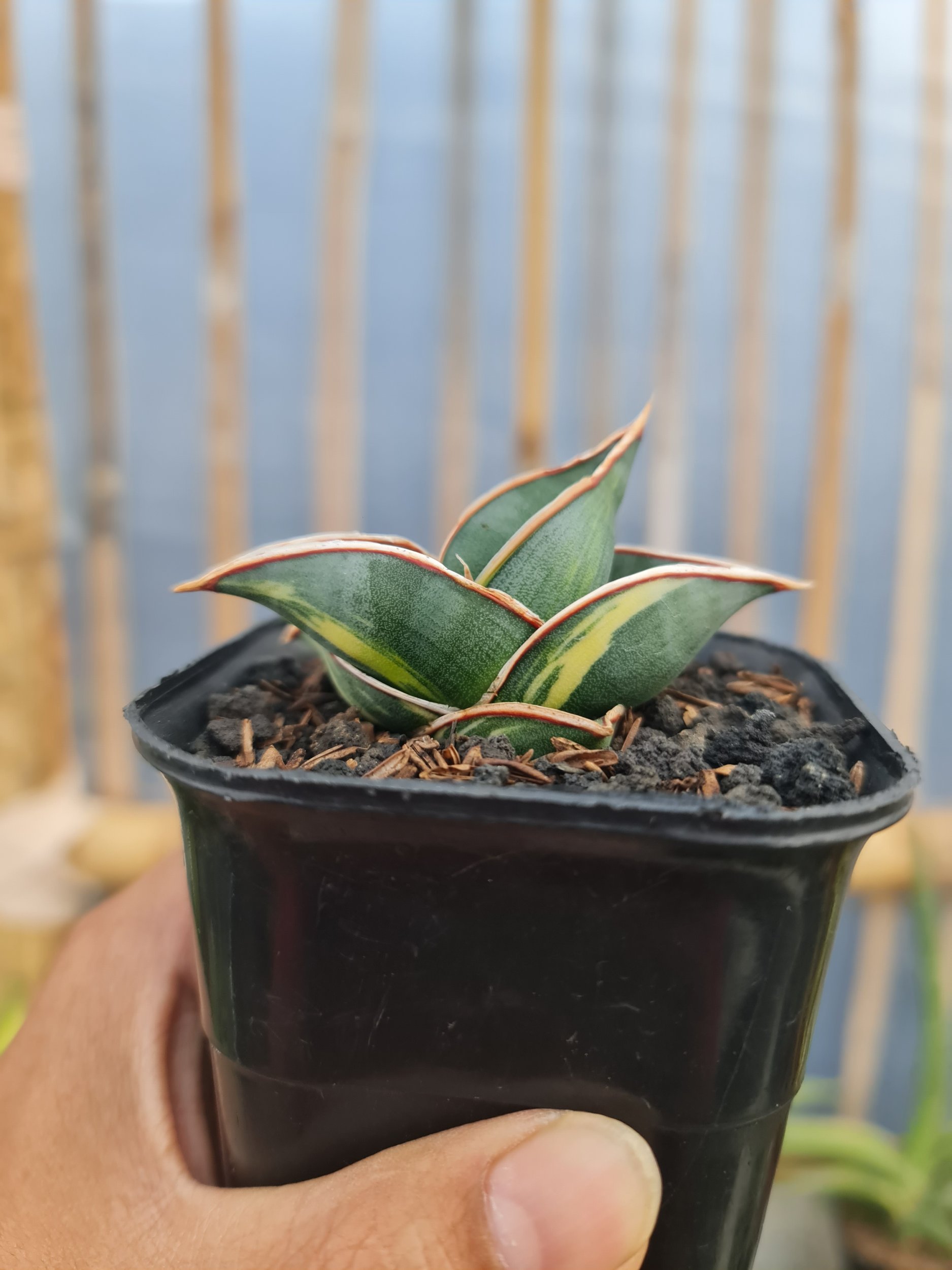 2347. Sansevieria Rorida Varigated Pot 8cm - Image 3