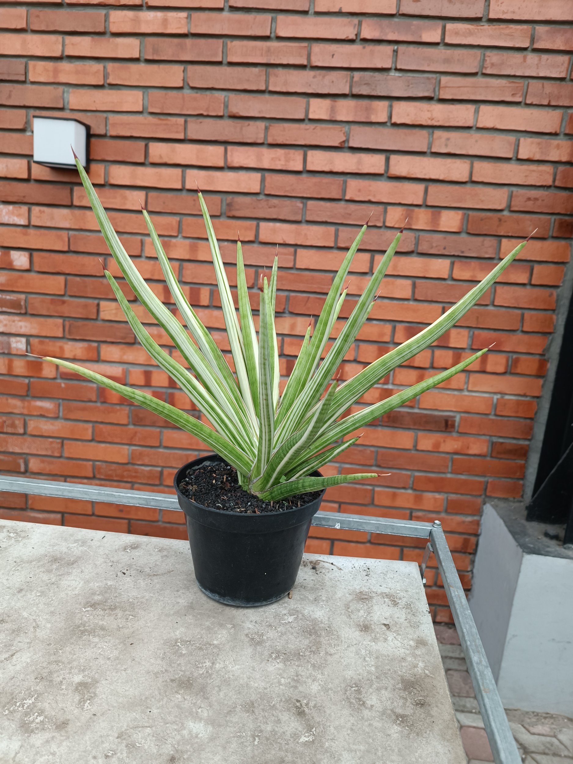 2358. Sansevieria Royal Crown size 40 cm - Image 2