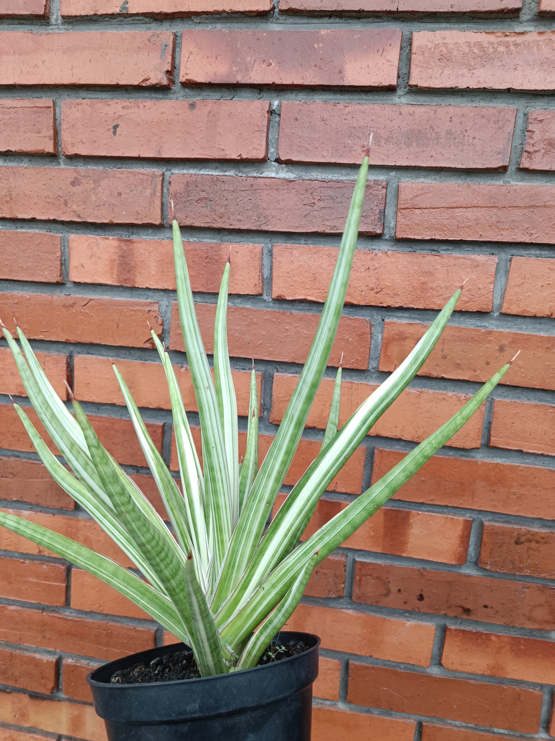 2358. Sansevieria Royal Crown size 40 cm - Image 3