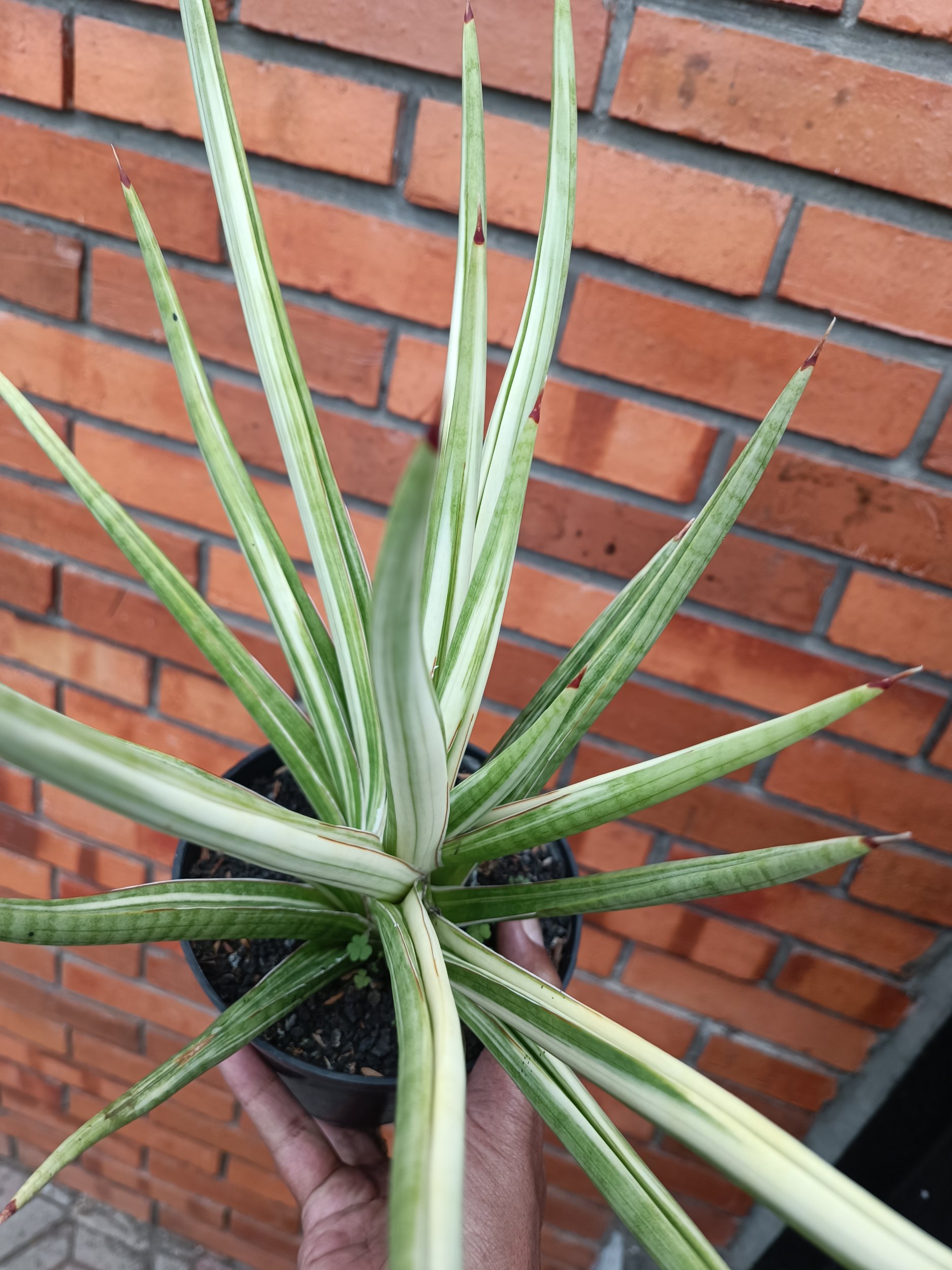 2358. Sansevieria Royal Crown size 40 cm - Image 4