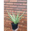 2358. Sansevieria Royal Crown size 40 cm